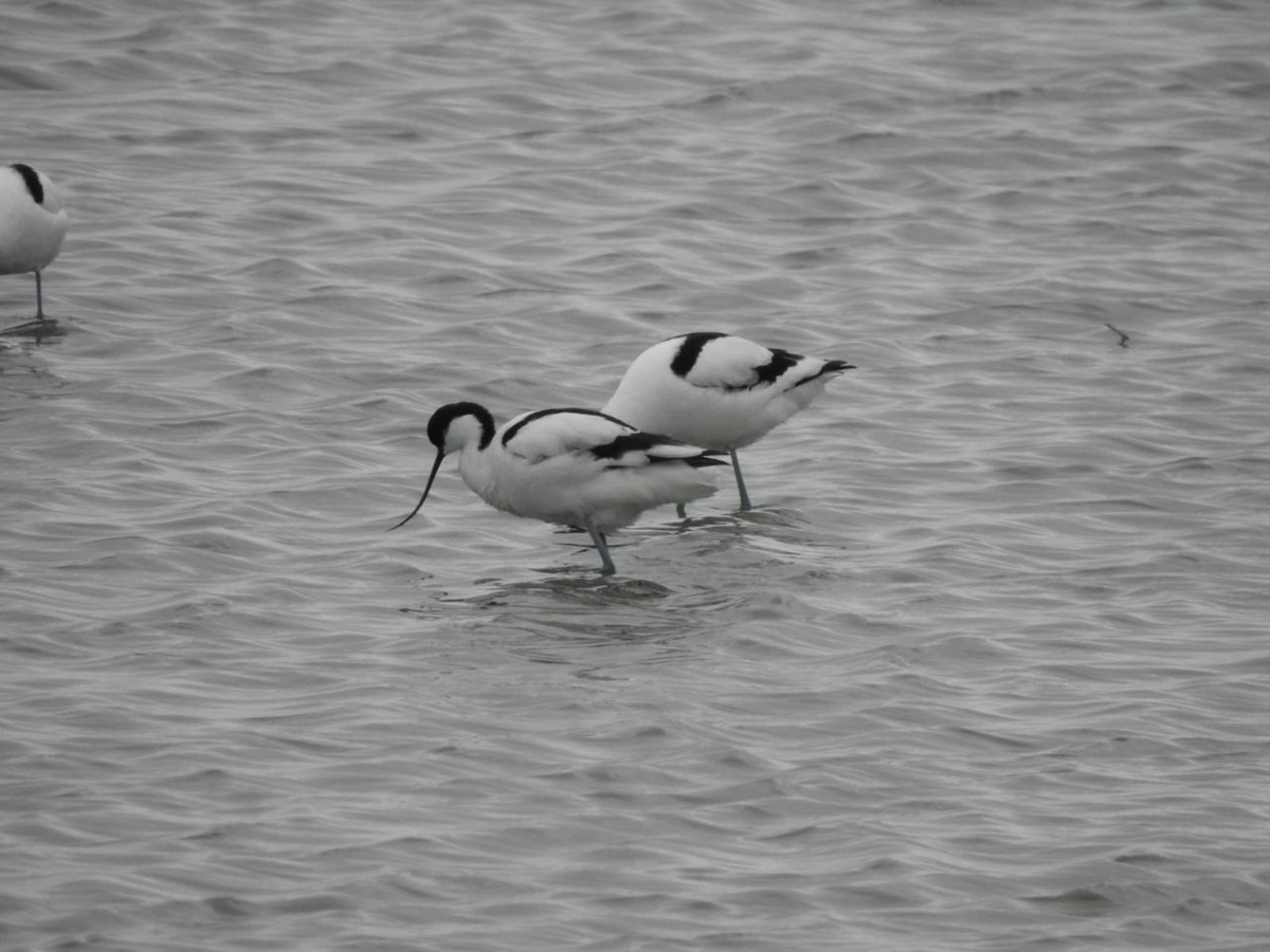 Уникальная фауна степей Калмыкии: птицы и сайгаки (13/34)