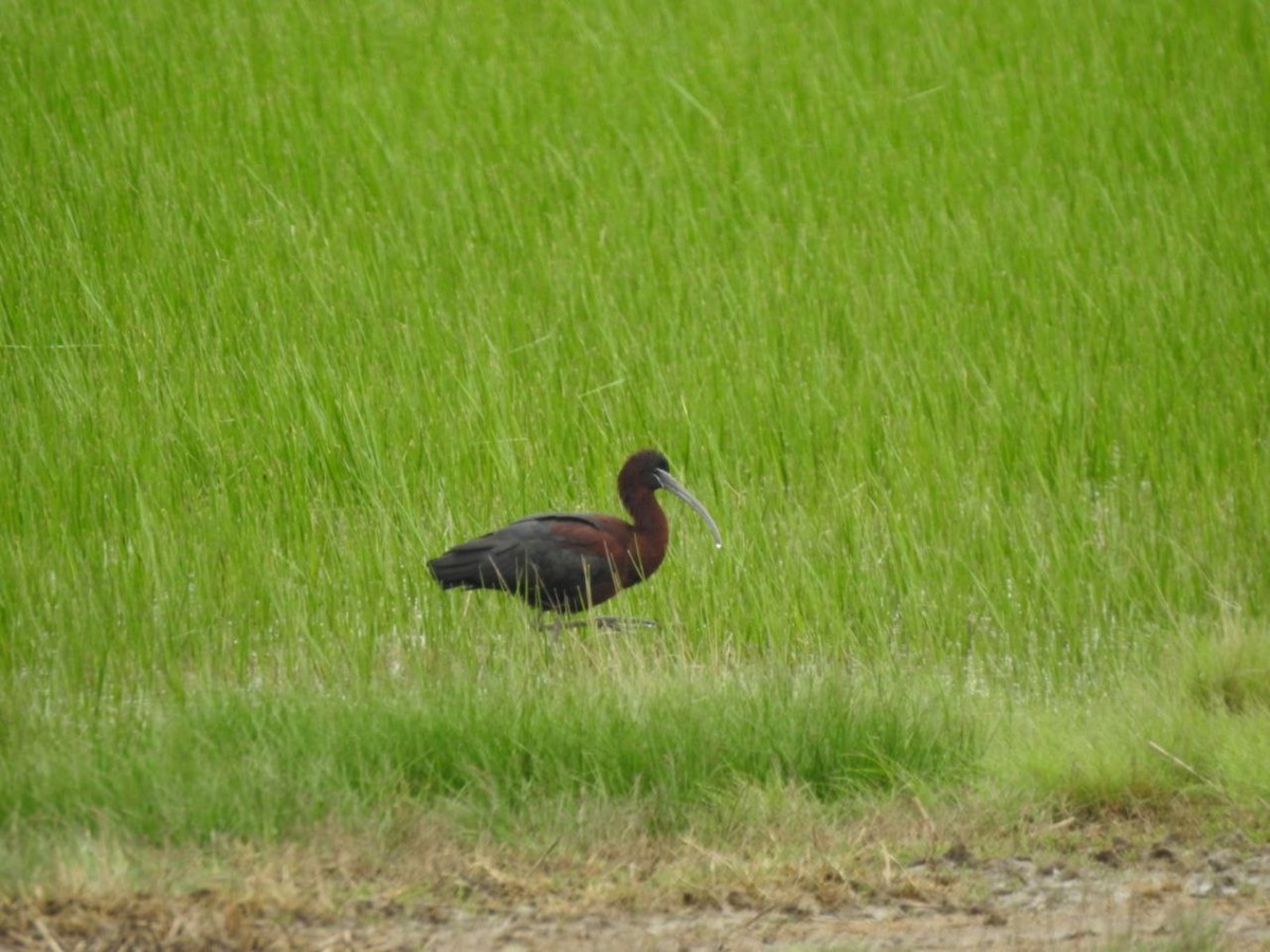 Уникальная фауна степей Калмыкии: птицы и сайгаки (15/34)