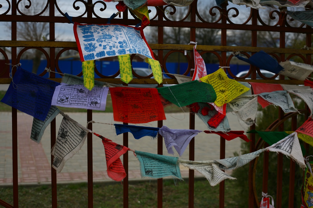 Уникальная фауна степей Калмыкии: птицы и сайгаки (17/34)