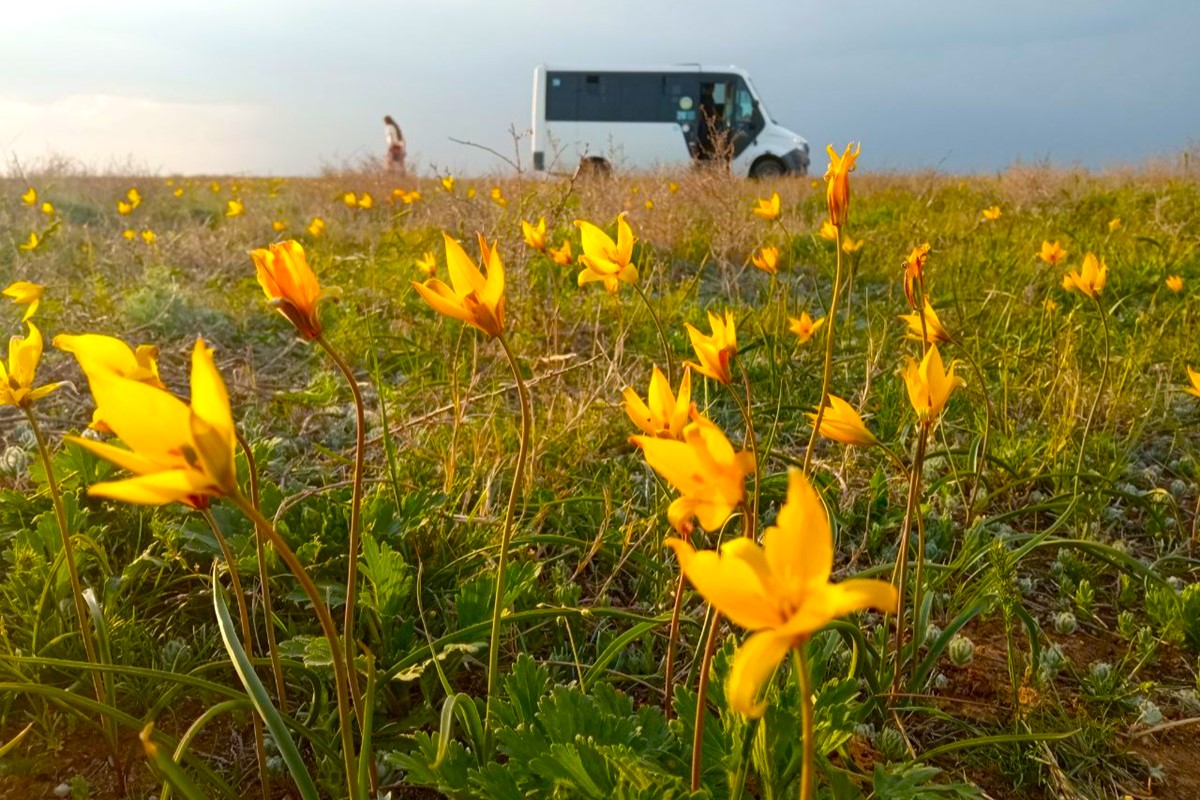 Весенняя Калмыкия: цветущая степь и северный буддизм (5/30)