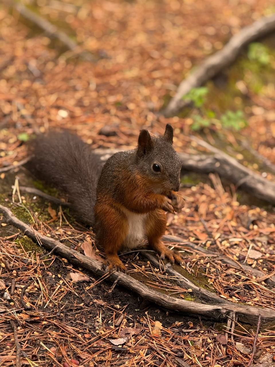 В Монголию к озеру Хубсугул (25/68)