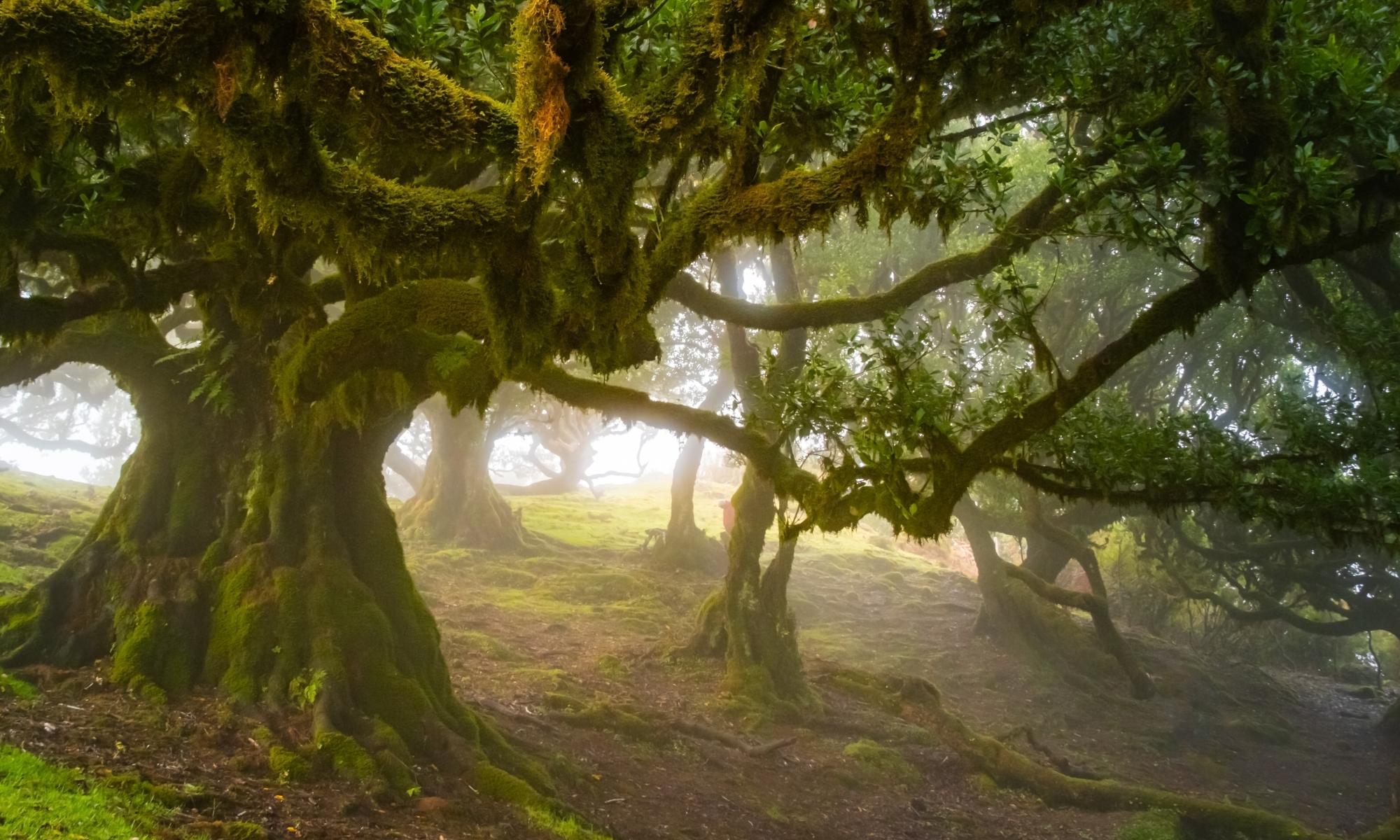 Цветущая Мадейра с авиаперелетом из Москвы (17/41)