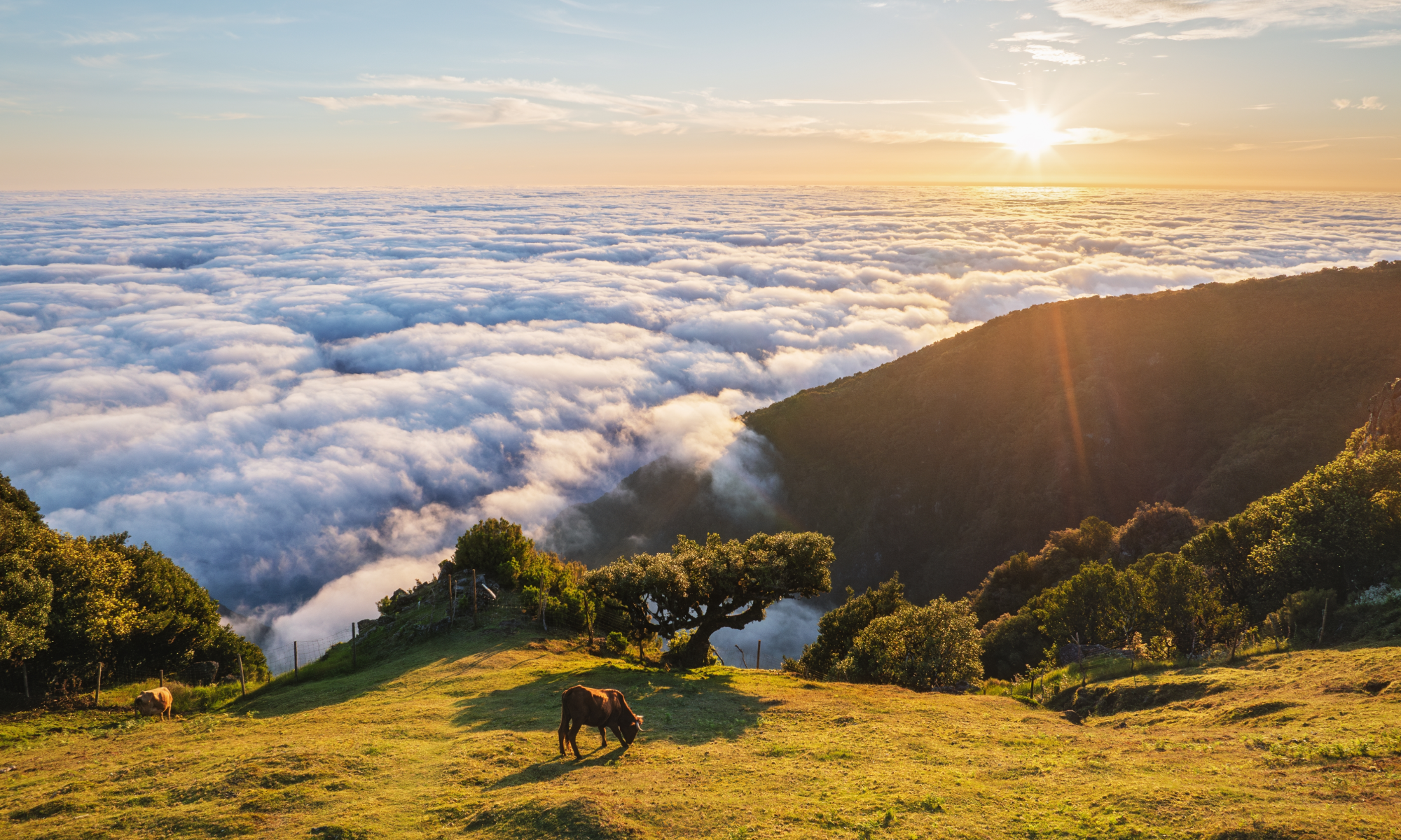 Цветущая Мадейра с авиаперелетом из Москвы (14/41)