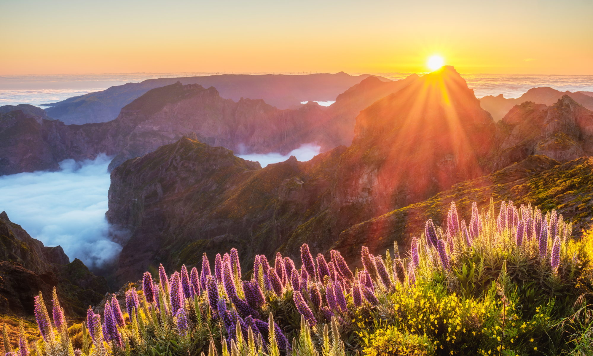 Цветущая Мадейра с авиаперелетом из Спб (20/41)