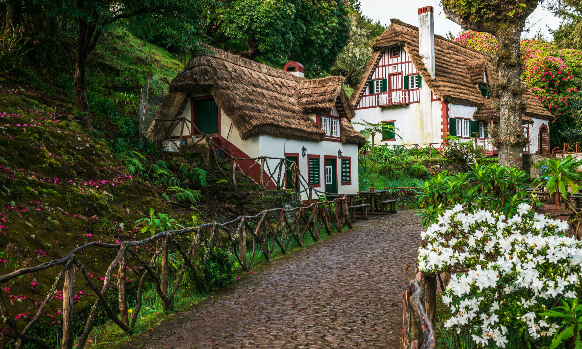 Цветущая Мадейра с авиаперелетом из Спб (16/41)