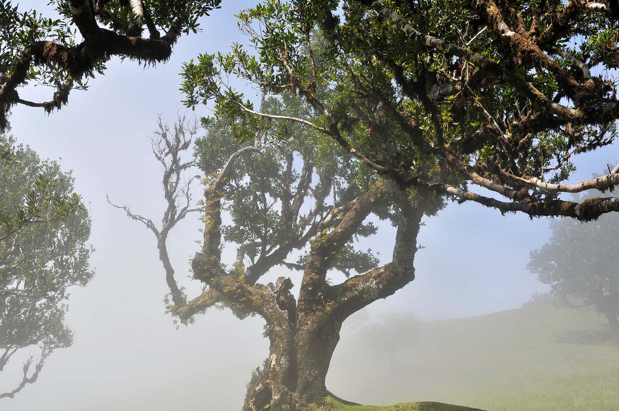 Вкусная Барселона, ароматная Португалия и сказочный остров Мадейра. (2/82)