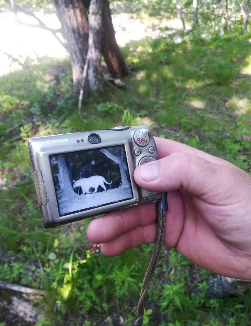 Земля тигров, неделя с комфортом, все включено. Тайга, море и Владивосток. (5/35)