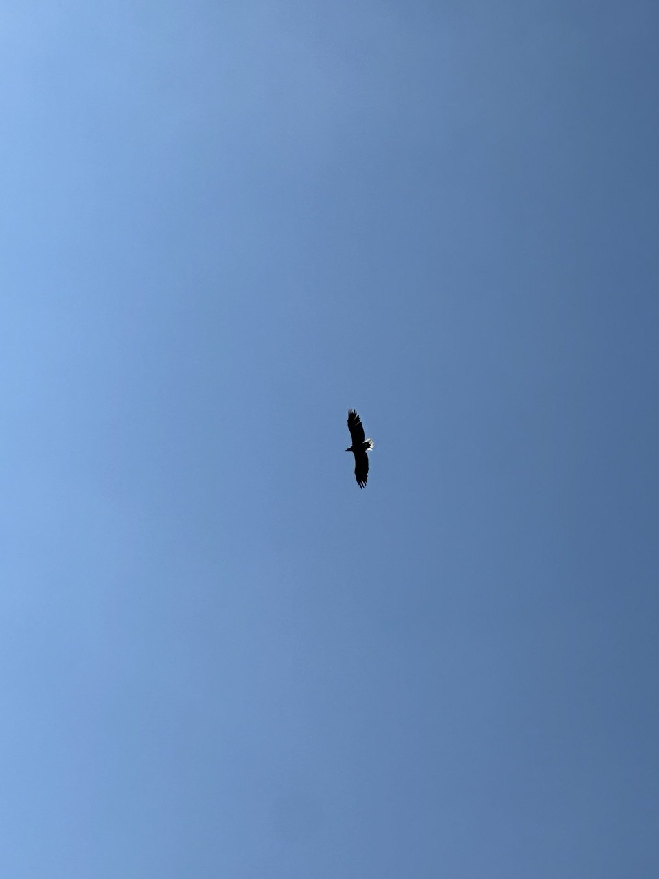 Земля тигров, неделя с комфортом, все включено. Тайга, море и Владивосток. (8/35)