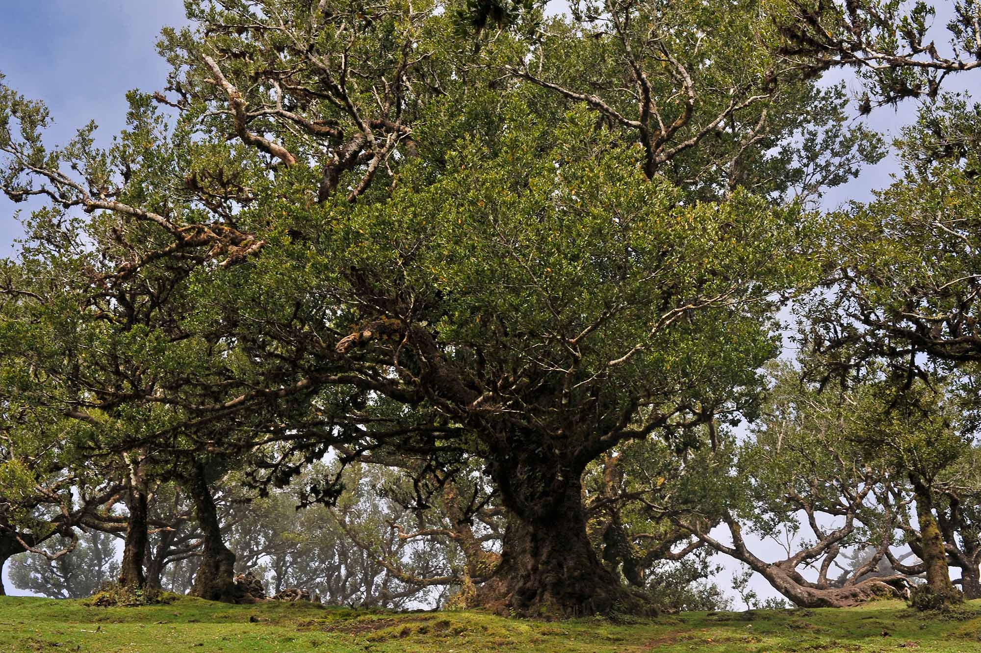 Вкусная Барселона, ароматная Португалия и сказочный остров Мадейра. (49/82)