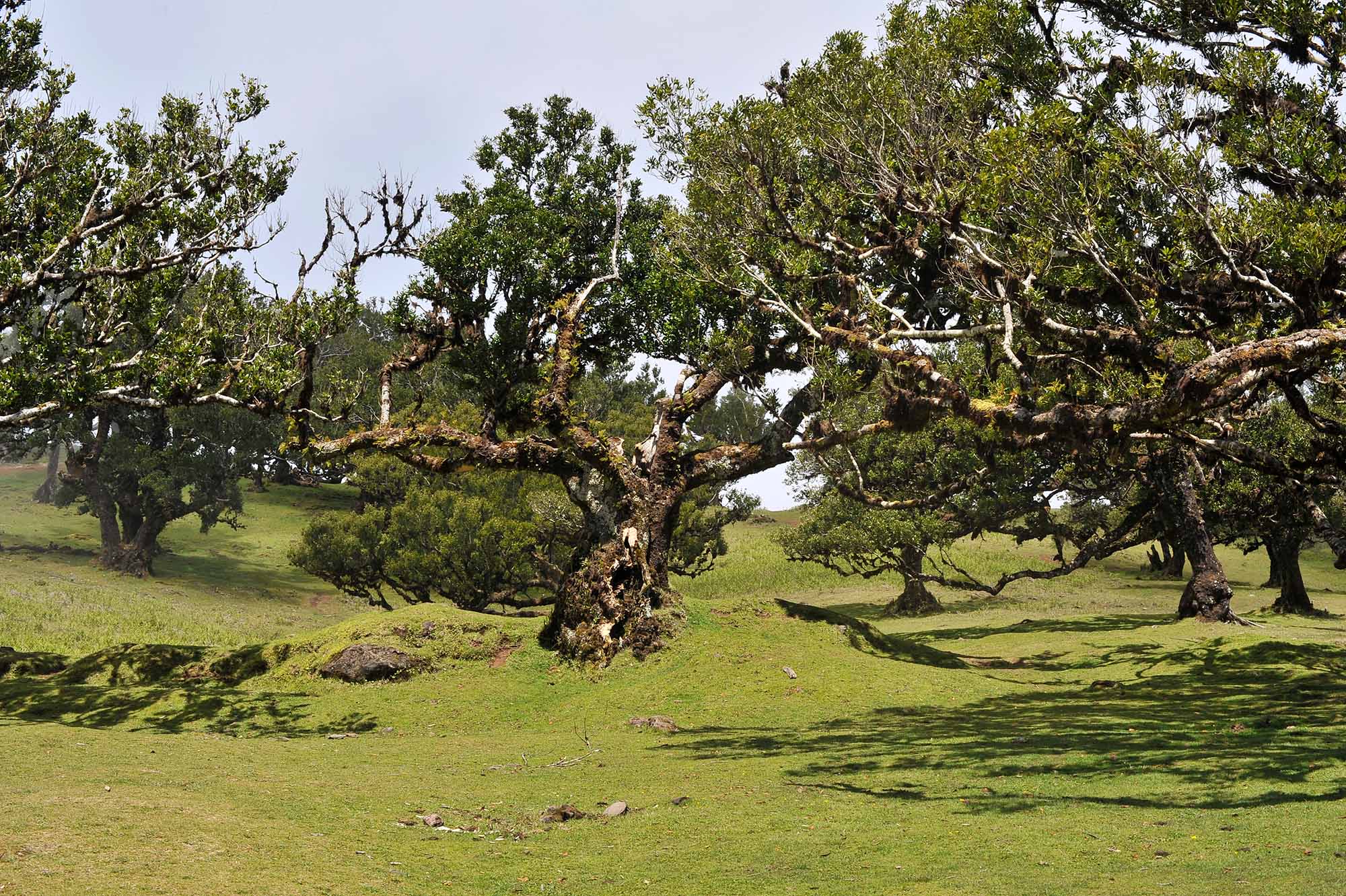 Вкусная Барселона, ароматная Португалия и сказочный остров Мадейра. (48/82)