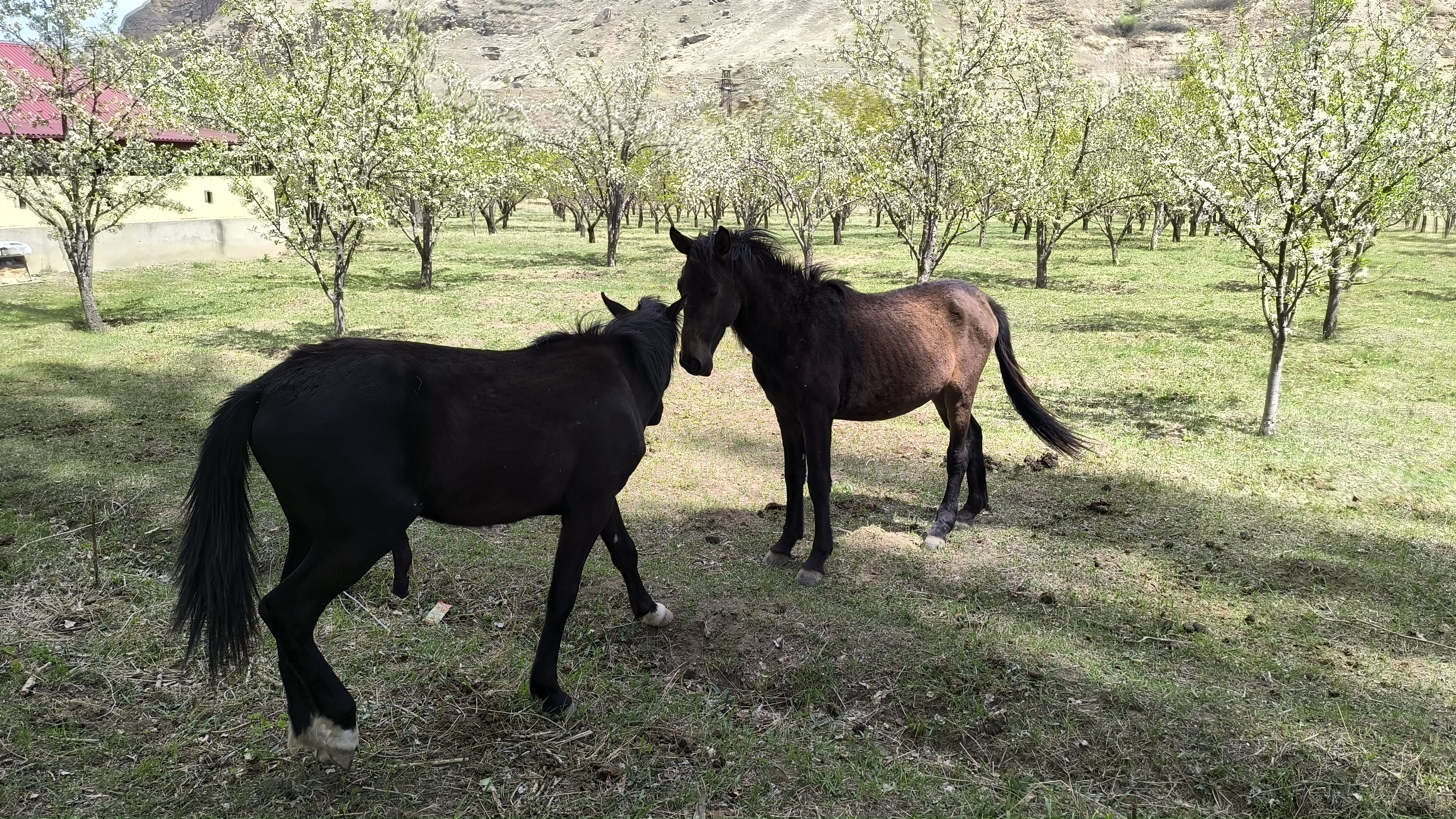 Плато Турчидаг и аул-призрак Турчи (14/20)