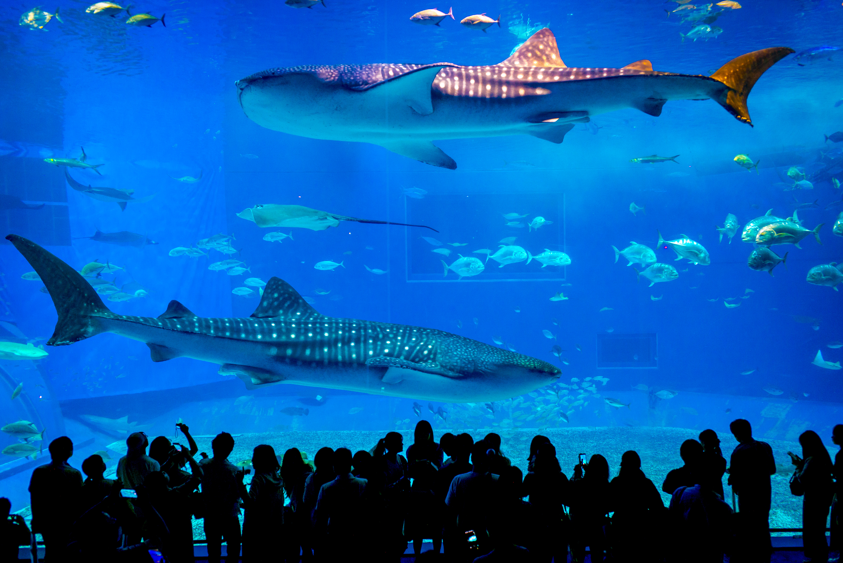 Океанариум Тюрауми и Ocean Expo Park. Откройте мир природы и культуру Окинавы!