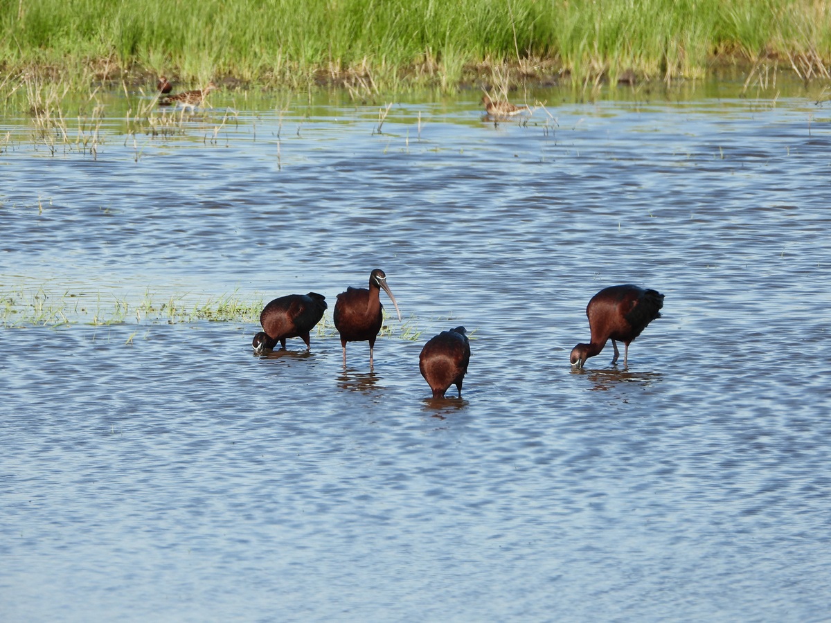 Уникальная фауна степей Калмыкии: птицы и сайгаки (23/34)