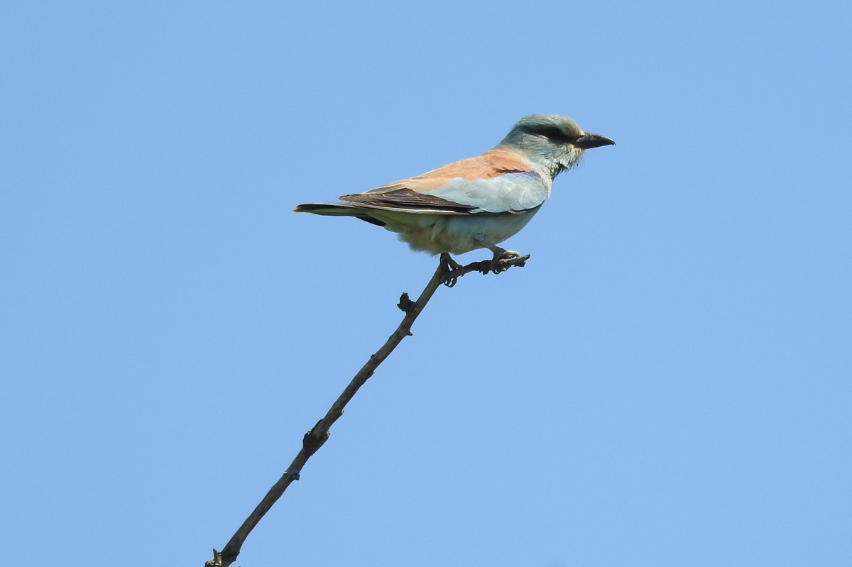 Уникальная фауна степей Калмыкии: птицы и сайгаки (22/34)