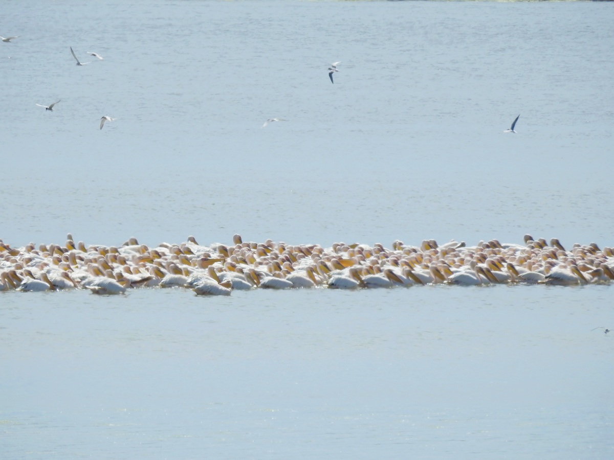 Уникальная фауна степей Калмыкии: птицы и сайгаки (25/34)
