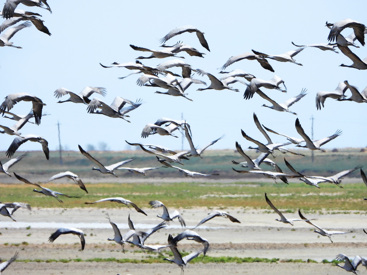 Уникальная фауна степей Калмыкии: птицы и сайгаки (26/34)