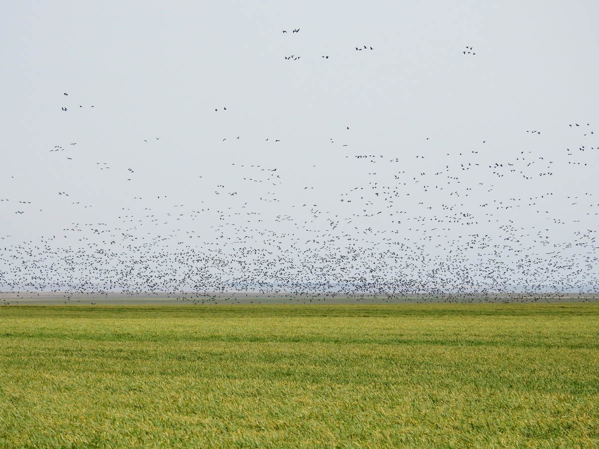 Уникальная фауна степей Калмыкии: птицы и сайгаки (24/34)