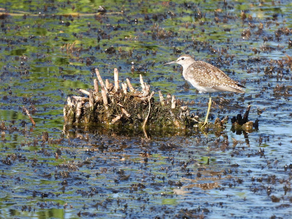 Уникальная фауна степей Калмыкии: птицы и сайгаки (18/34)