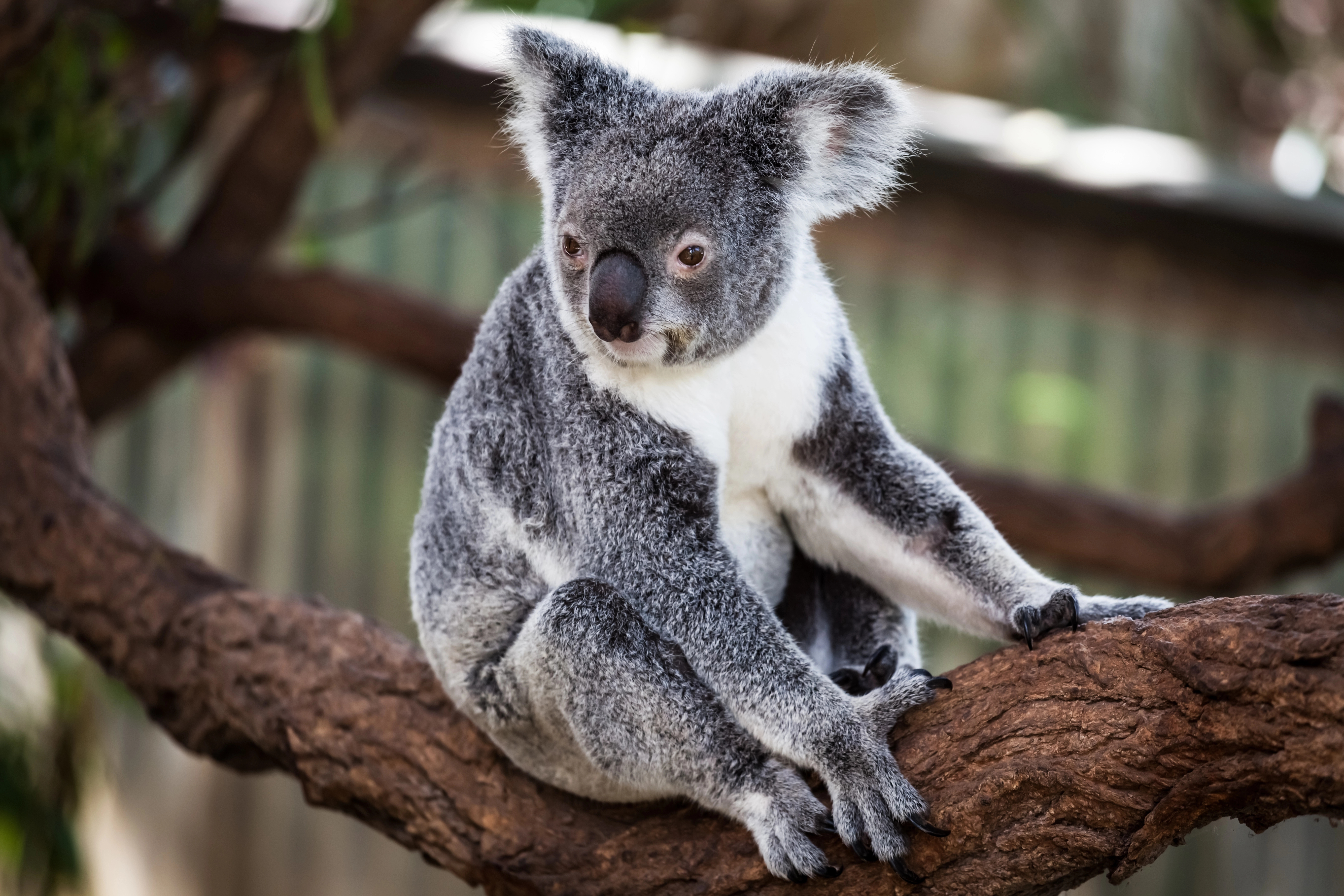Экспедиция Terra incognita Australis