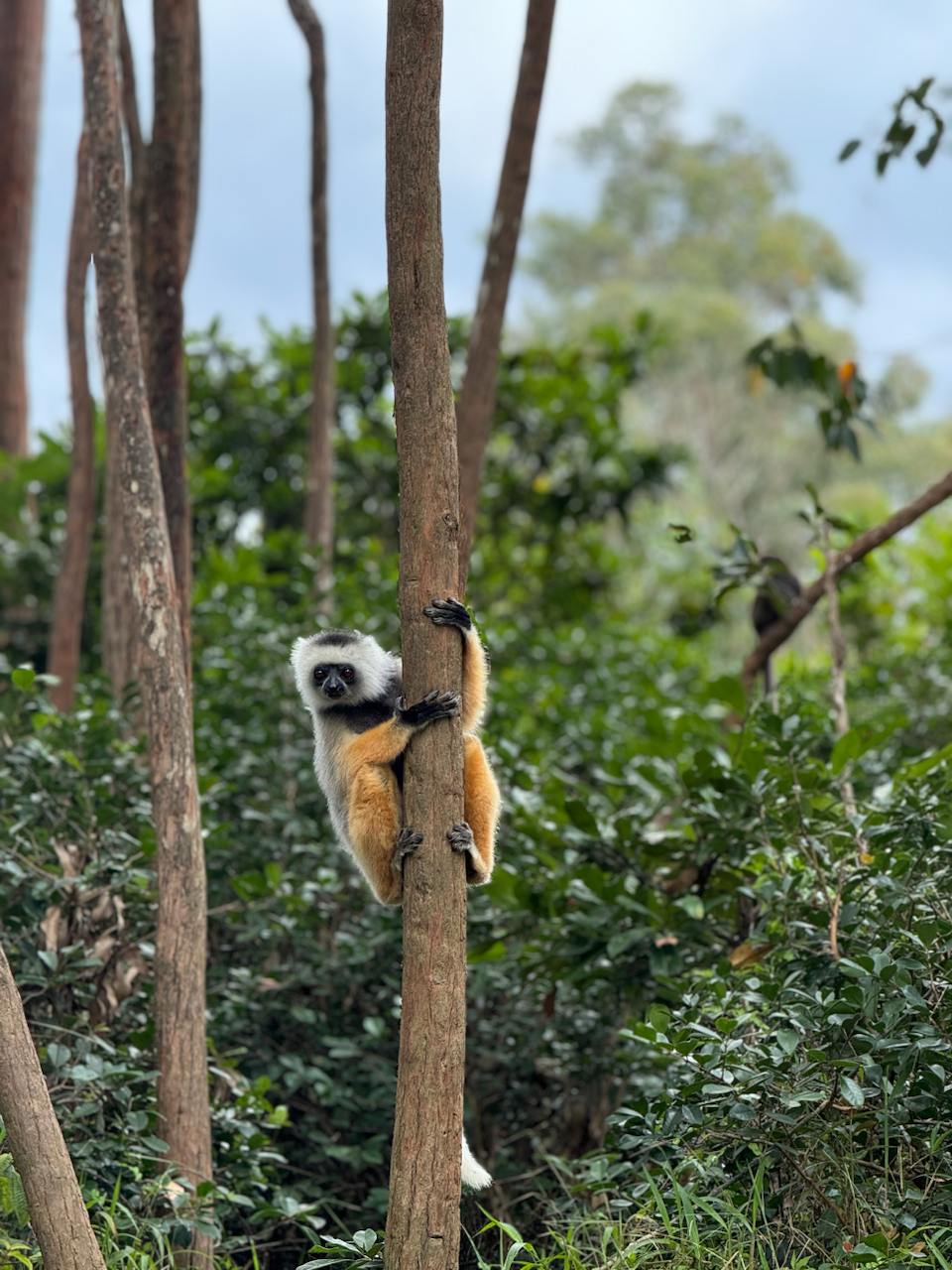 10 дней главные места Мадагаскара Цинги - Баобабы - Андасибе (3/57)