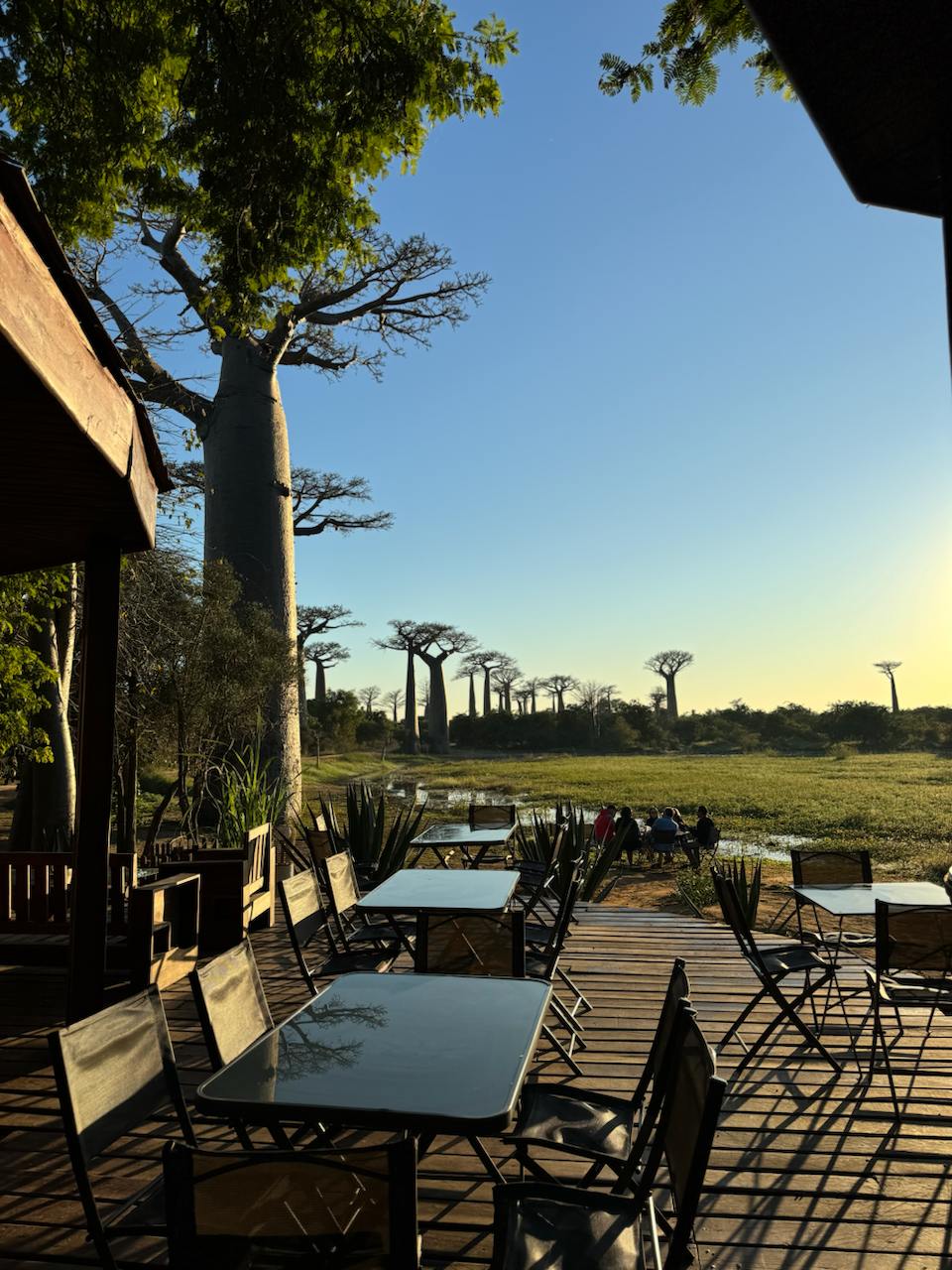 10 дней главные места Мадагаскара Цинги - Баобабы - Андасибе (9/57)