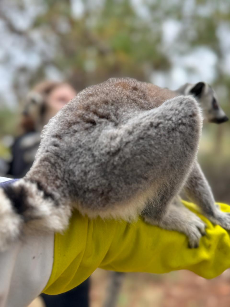 10 дней главные места Мадагаскара Цинги - Баобабы - Андасибе (5/57)