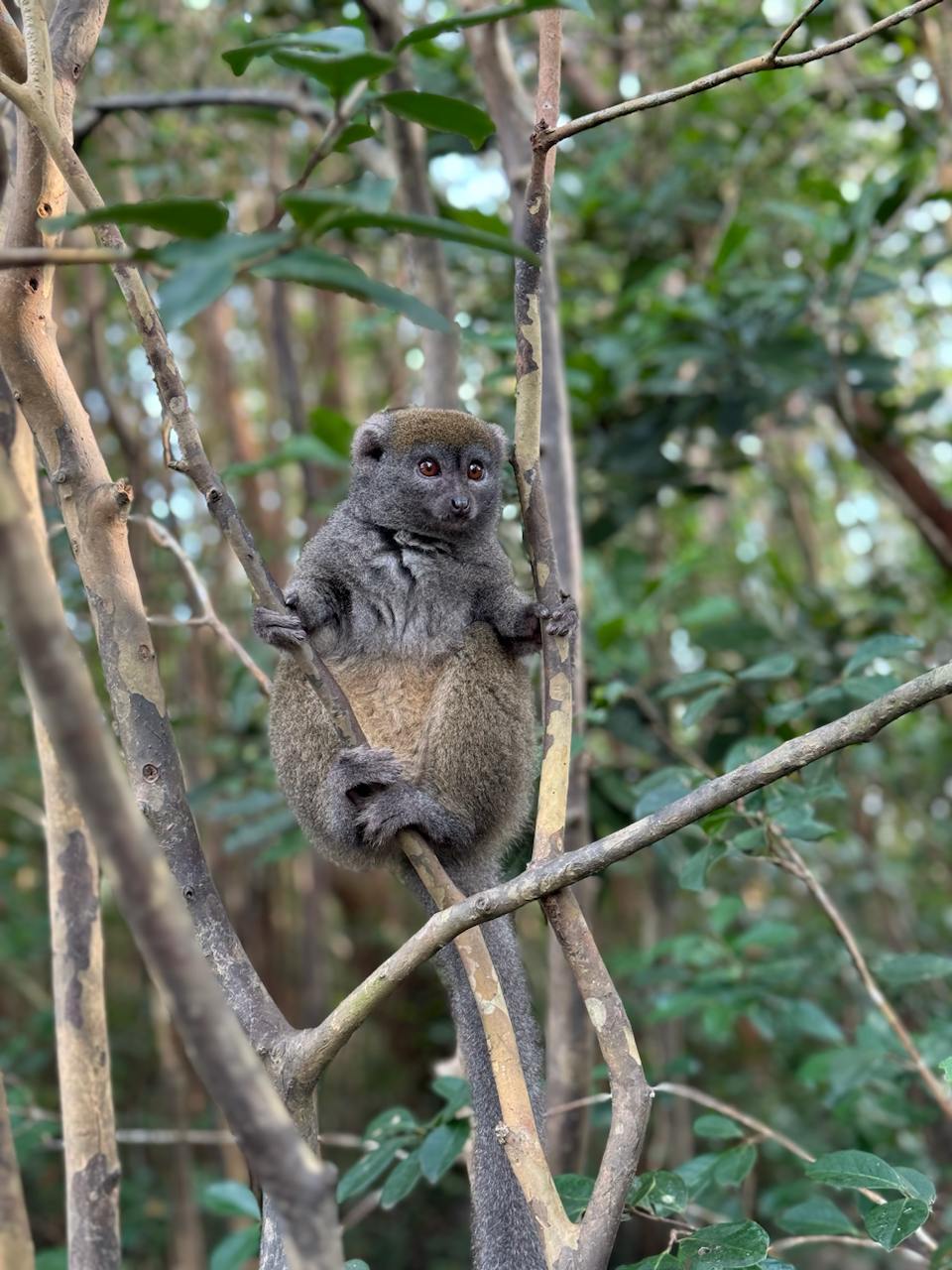 10 дней главные места Мадагаскара Цинги - Баобабы - Андасибе (7/57)