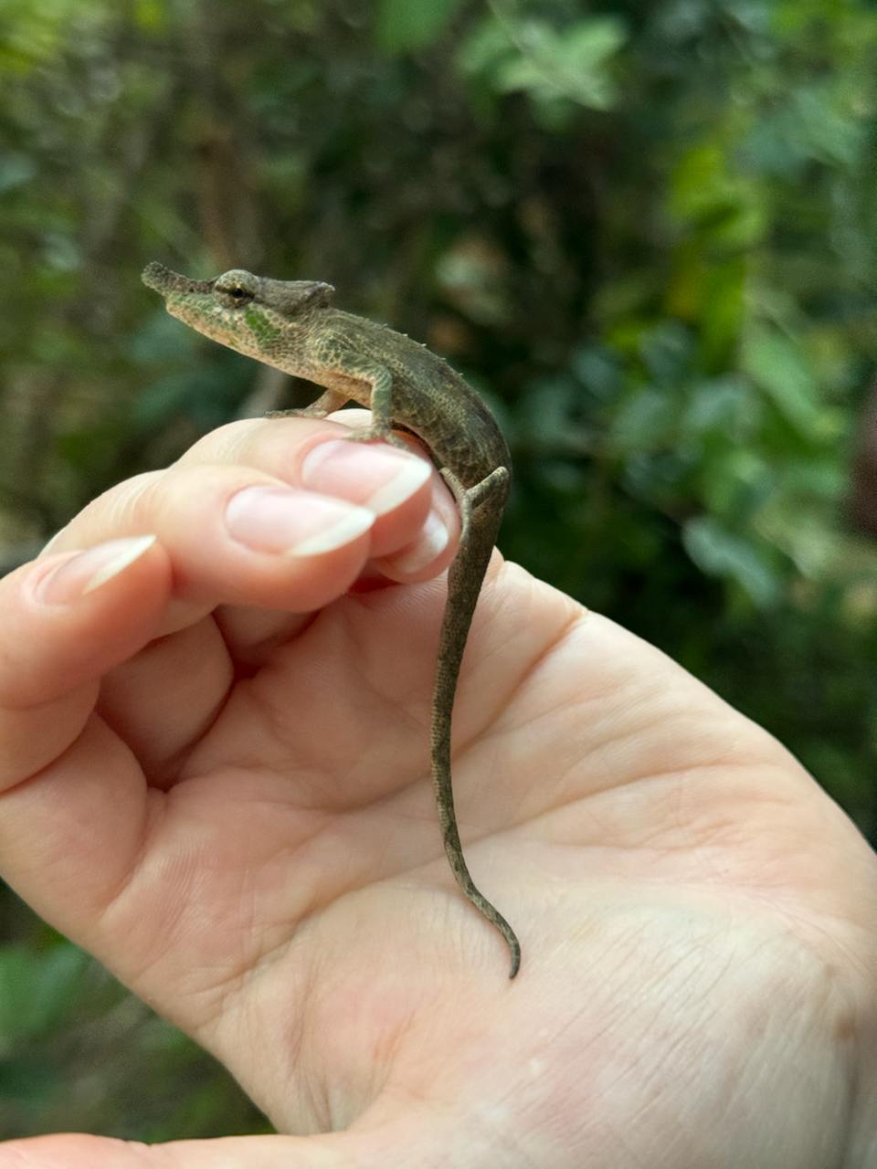 10 дней главные места Мадагаскара Цинги - Баобабы - Андасибе (4/57)