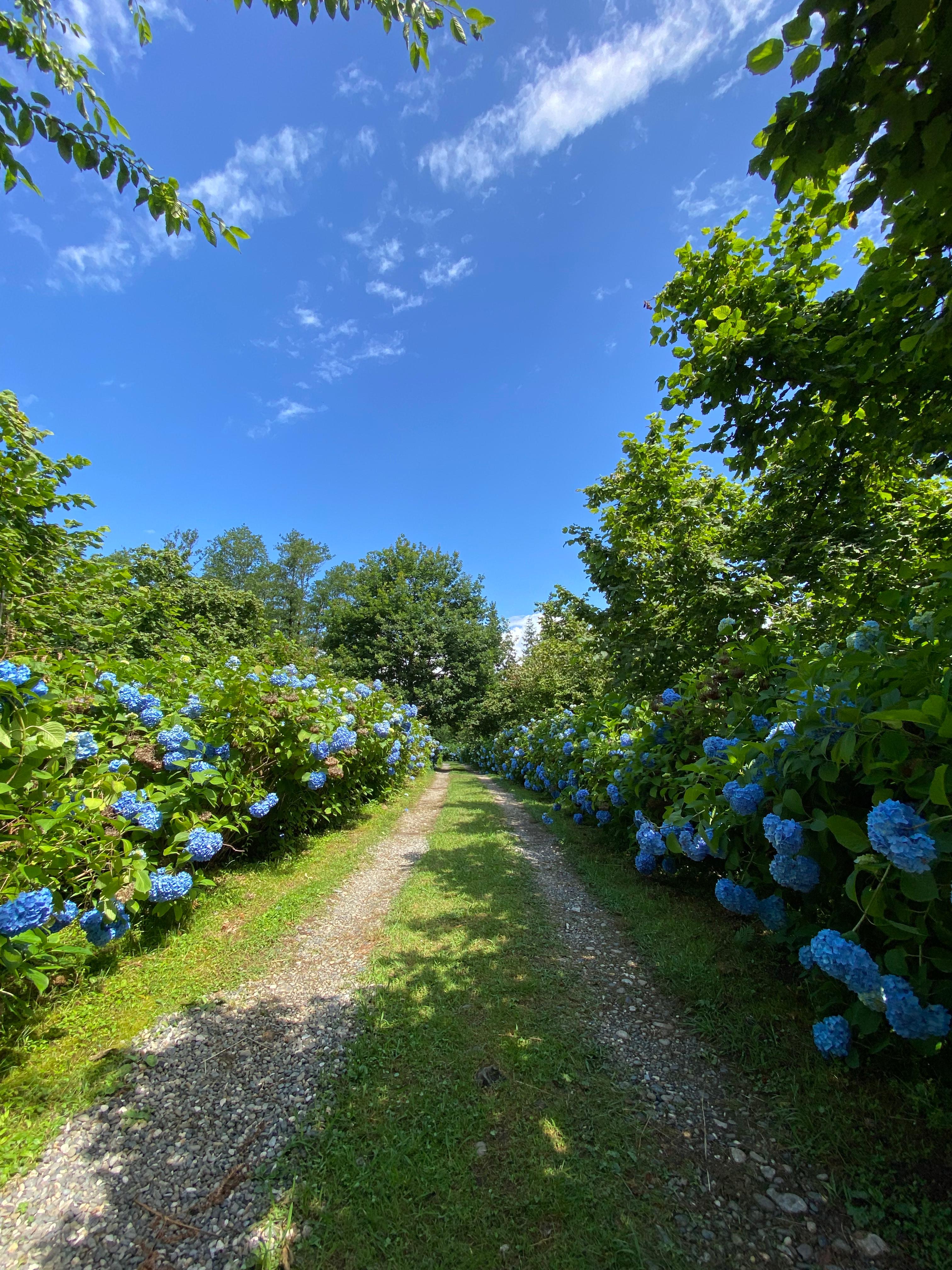 Гортензии и водопады Восточной Абхазии (6/14)