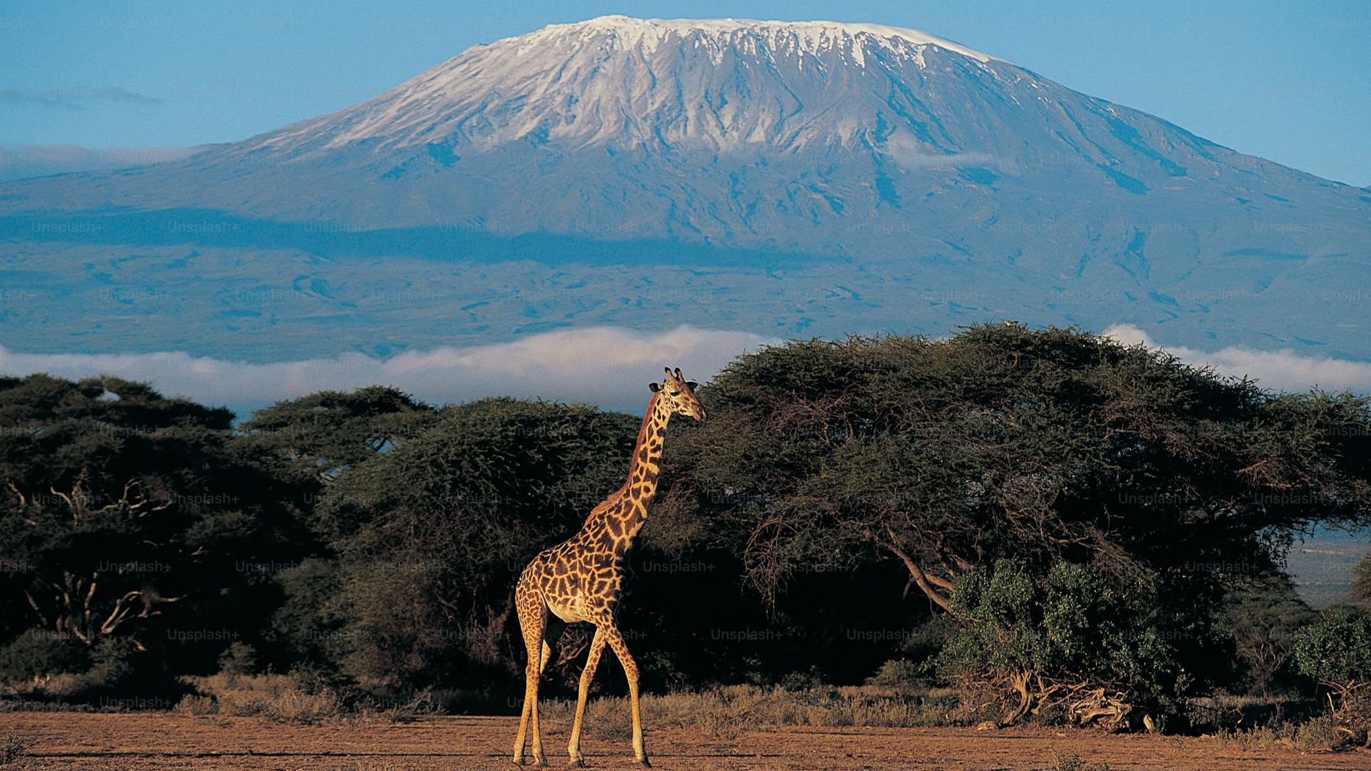 Сафари-тур в Кении за 7 дней. Найваша - Амбосели - Цаво Вест (индивидуально) (2/21)