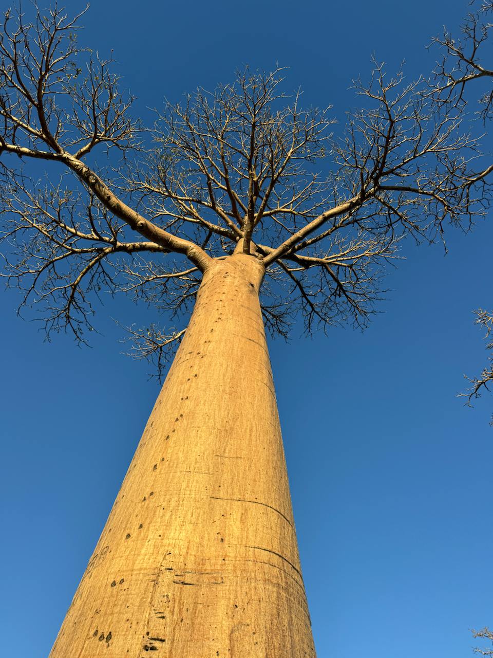 10 дней главные места Мадагаскара Цинги - Баобабы - Андасибе (10/57)