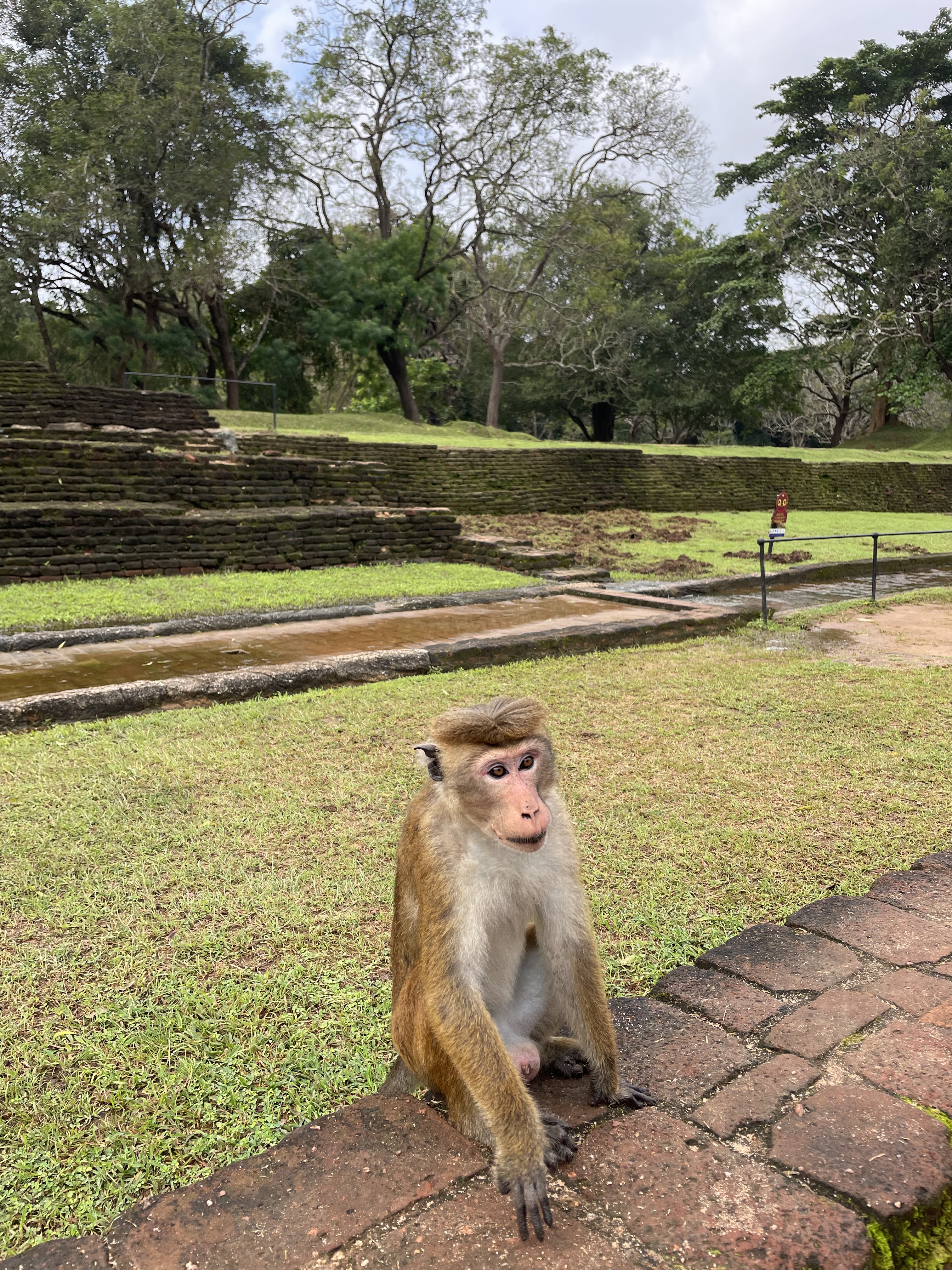 Шри-Ланка: остров, серфинг, океан (5/60)