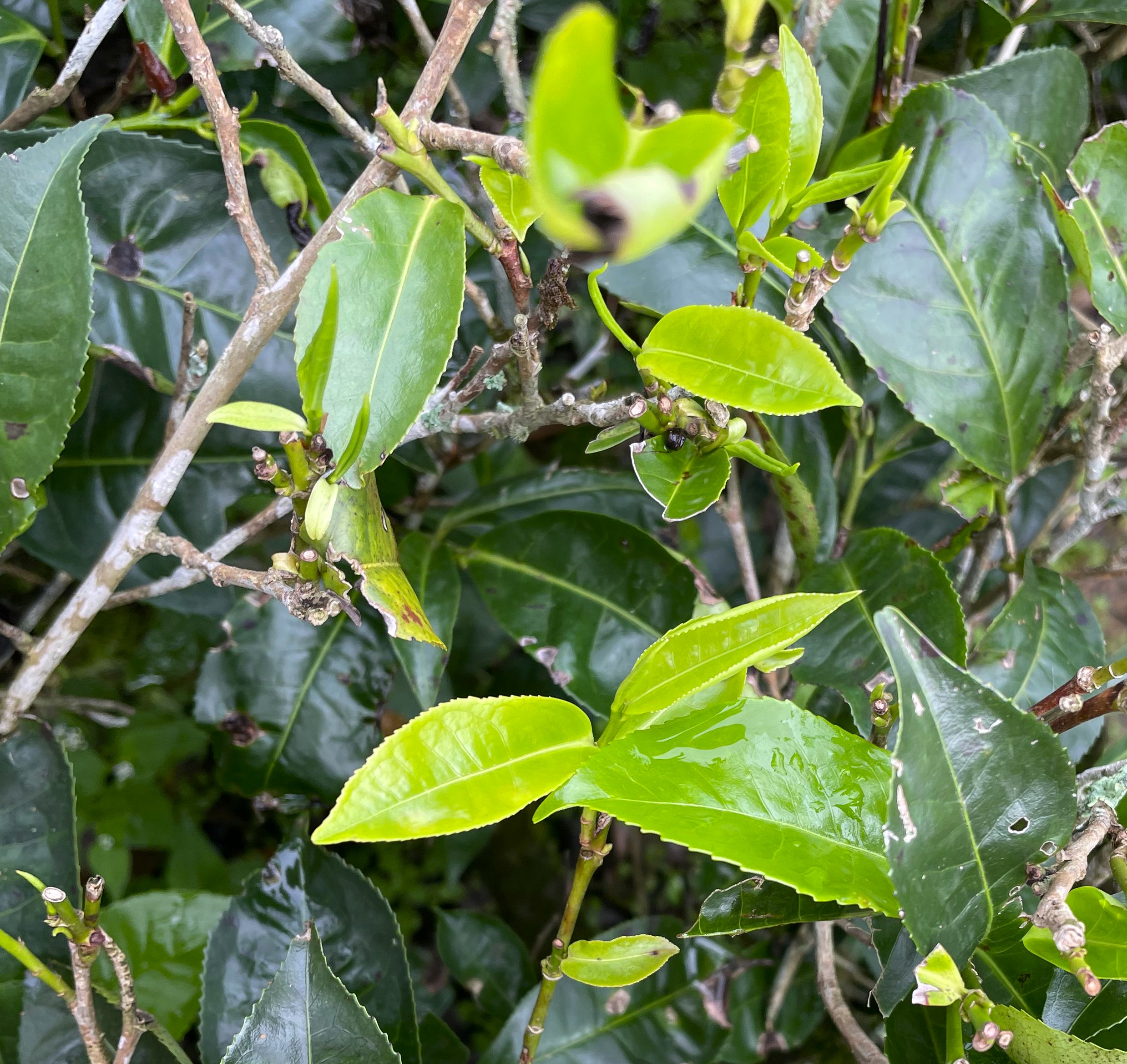 Шри-Ланка: остров, серфинг, океан (17/60)