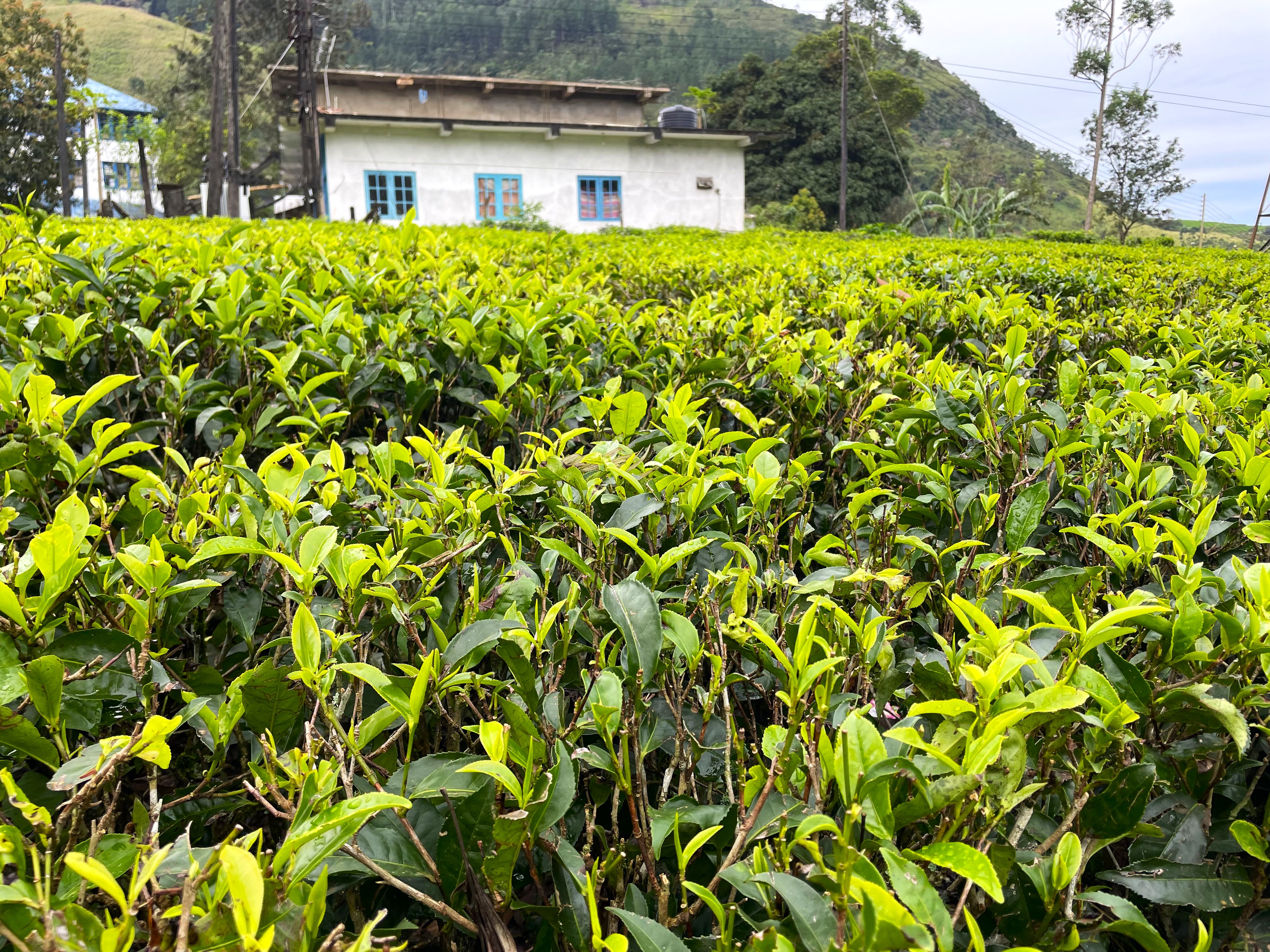 Шри-Ланка: остров, серфинг, океан (19/60)