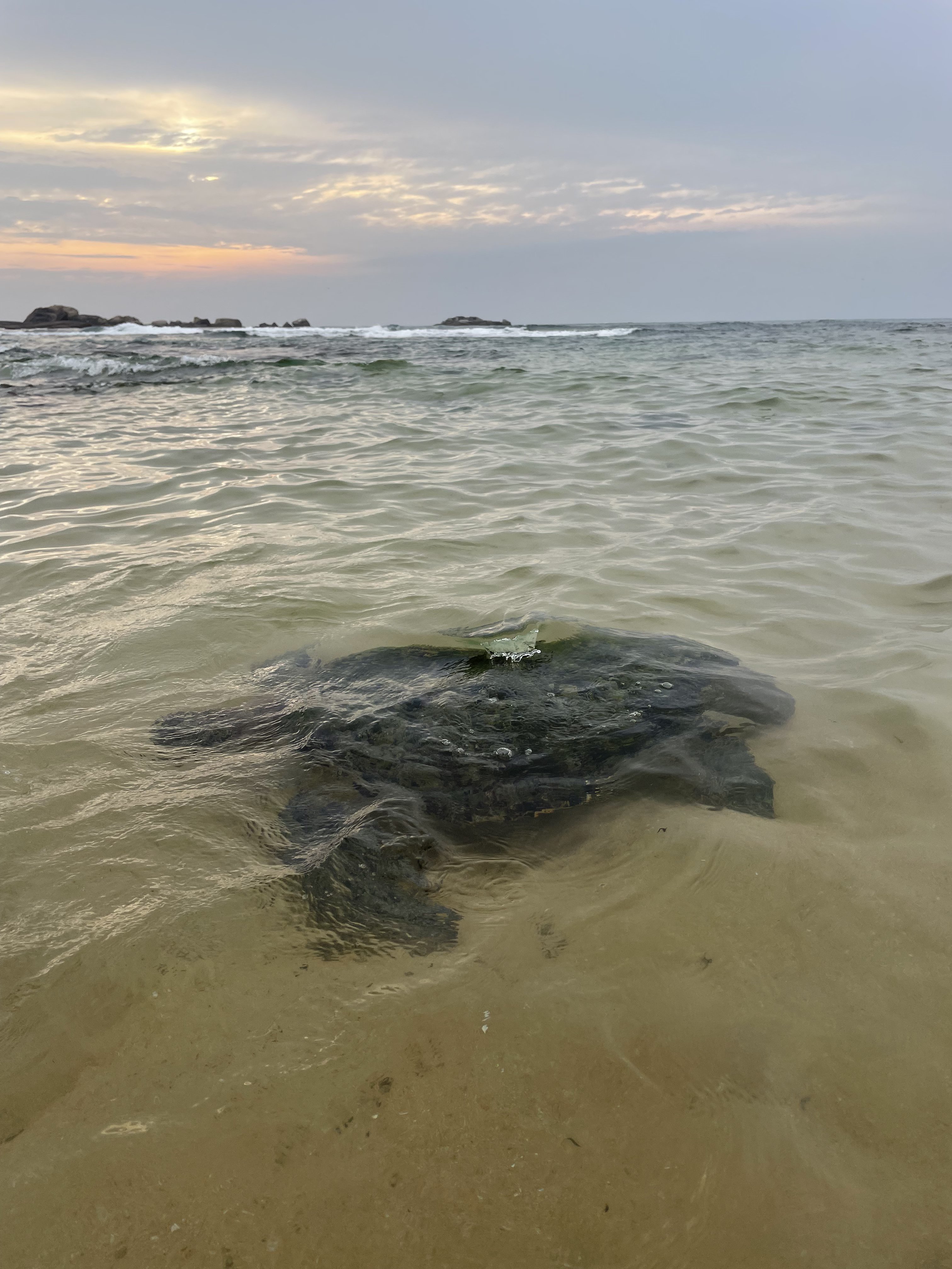 Шри-Ланка: остров, серфинг, океан (14/60)