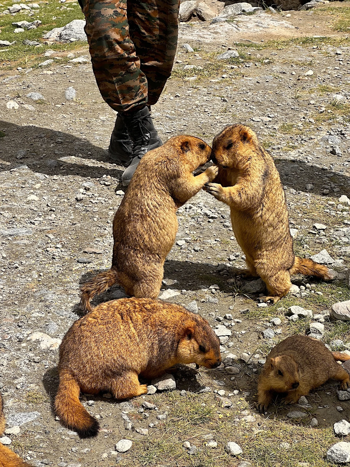 Путешествие в Ладакх (Индия, Малый Тибет) (8/30)