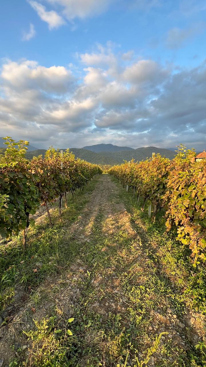 Ртвели В Винной Кахетии 2026  праздник сбора урожая (16/32)