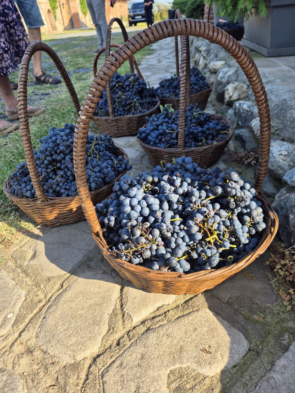 Ртвели В Винной Кахетии 2026  праздник сбора урожая (4/32)