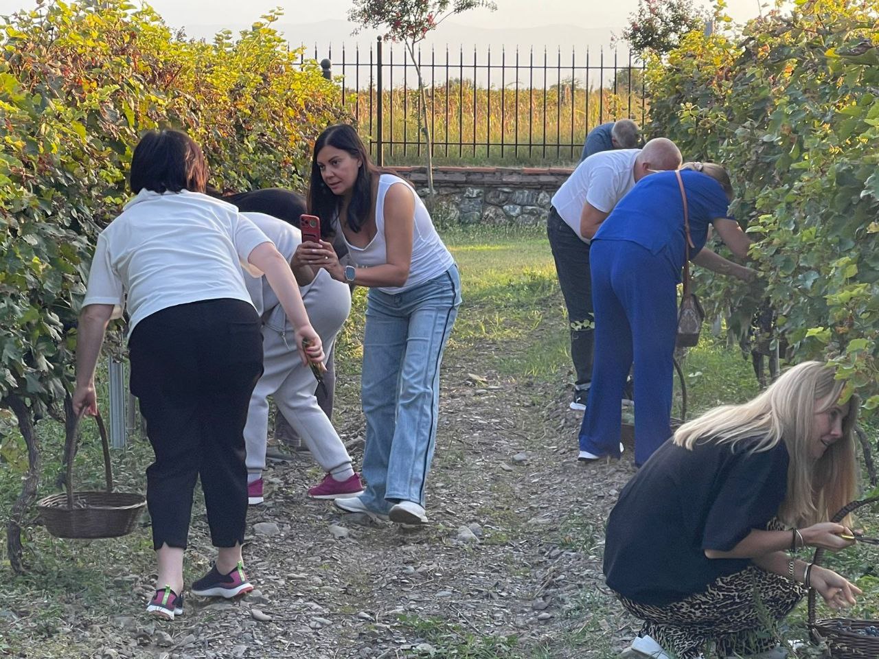 Ртвели В Винной Кахетии 2026  праздник сбора урожая (9/32)