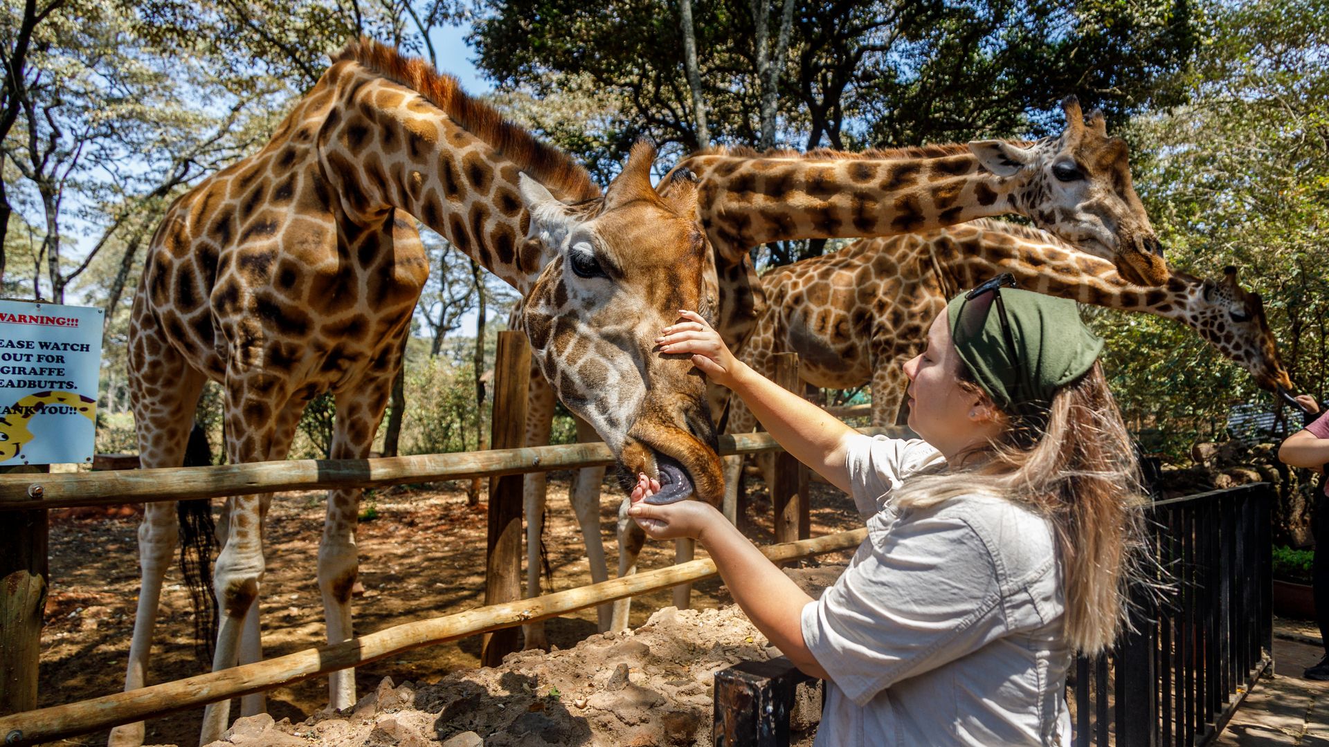 Сафари-тур в Кении за 7 дней. Найваша - Амбосели - Цаво Вест (индивидуально) (12/21)