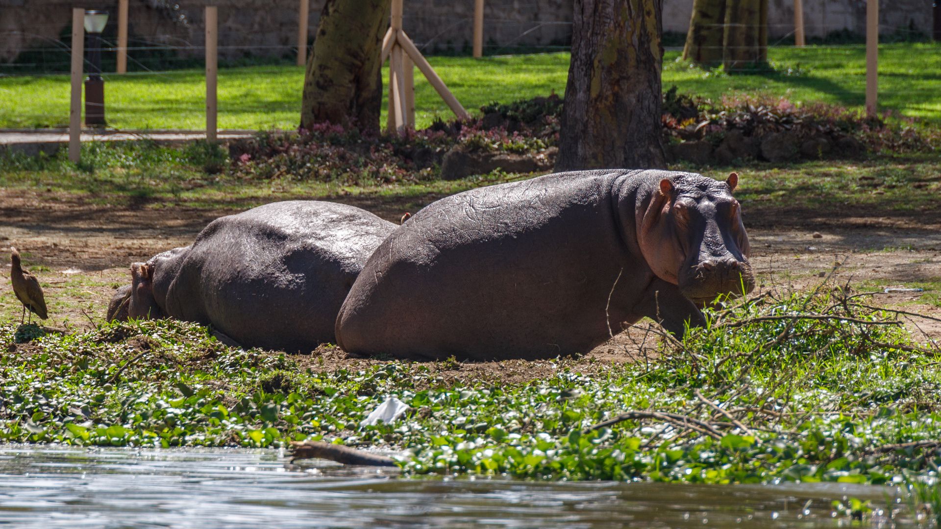 Сафари-тур в Кении за 7 дней. Найваша - Амбосели - Цаво Вест (индивидуально) (9/21)