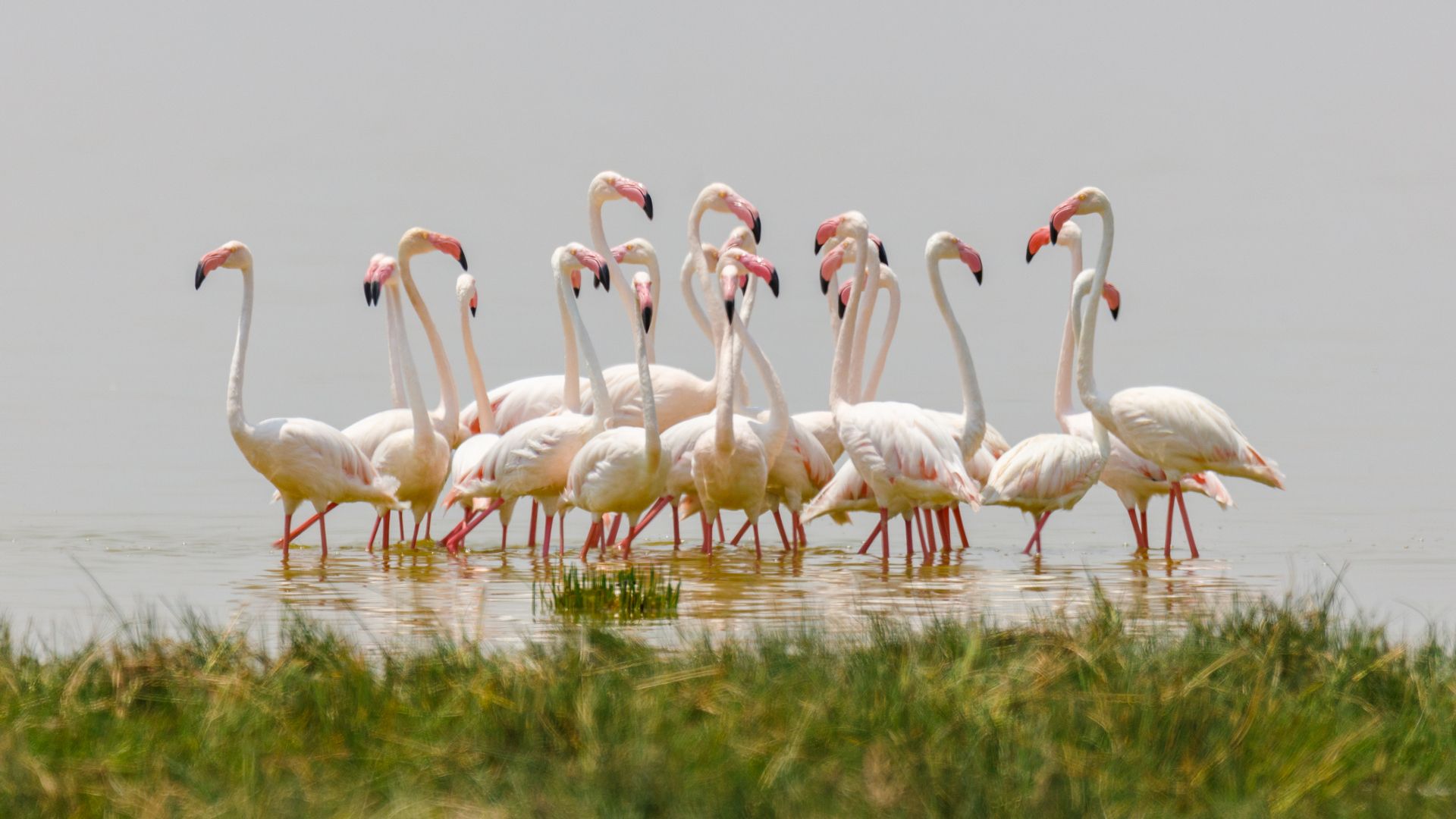 Сафари-тур в Кении за 7 дней. Найваша - Амбосели - Цаво Вест (индивидуально) (13/21)