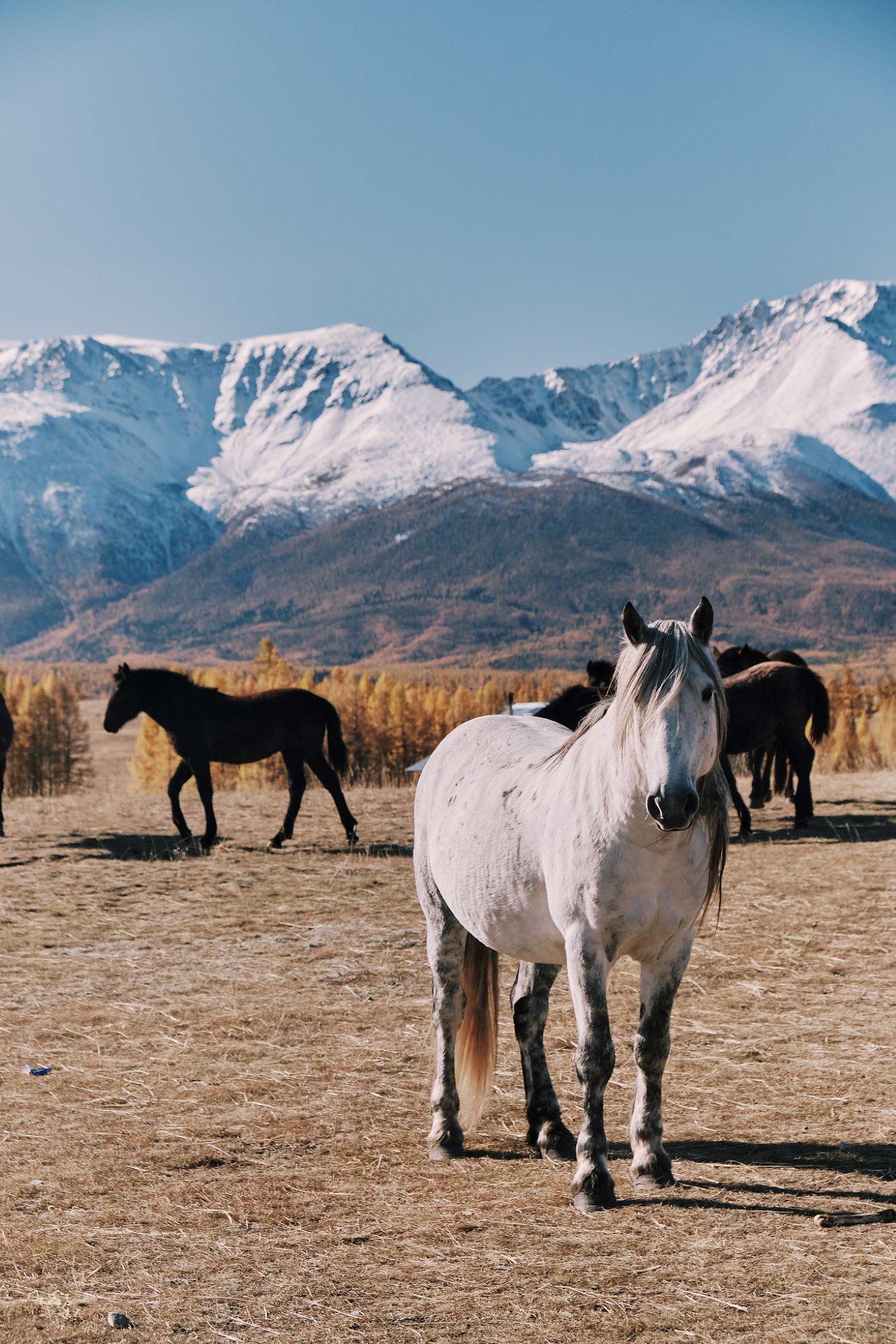 Кольцевой маршрут по Алтаю с комфортом