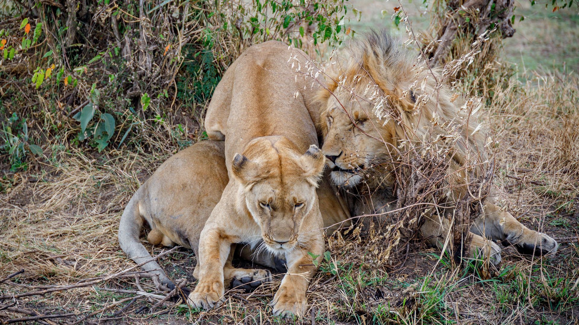 Сафари-тур в Кении за 7 дней. Найваша - Амбосели - Цаво Вест (индивидуально) (15/21)