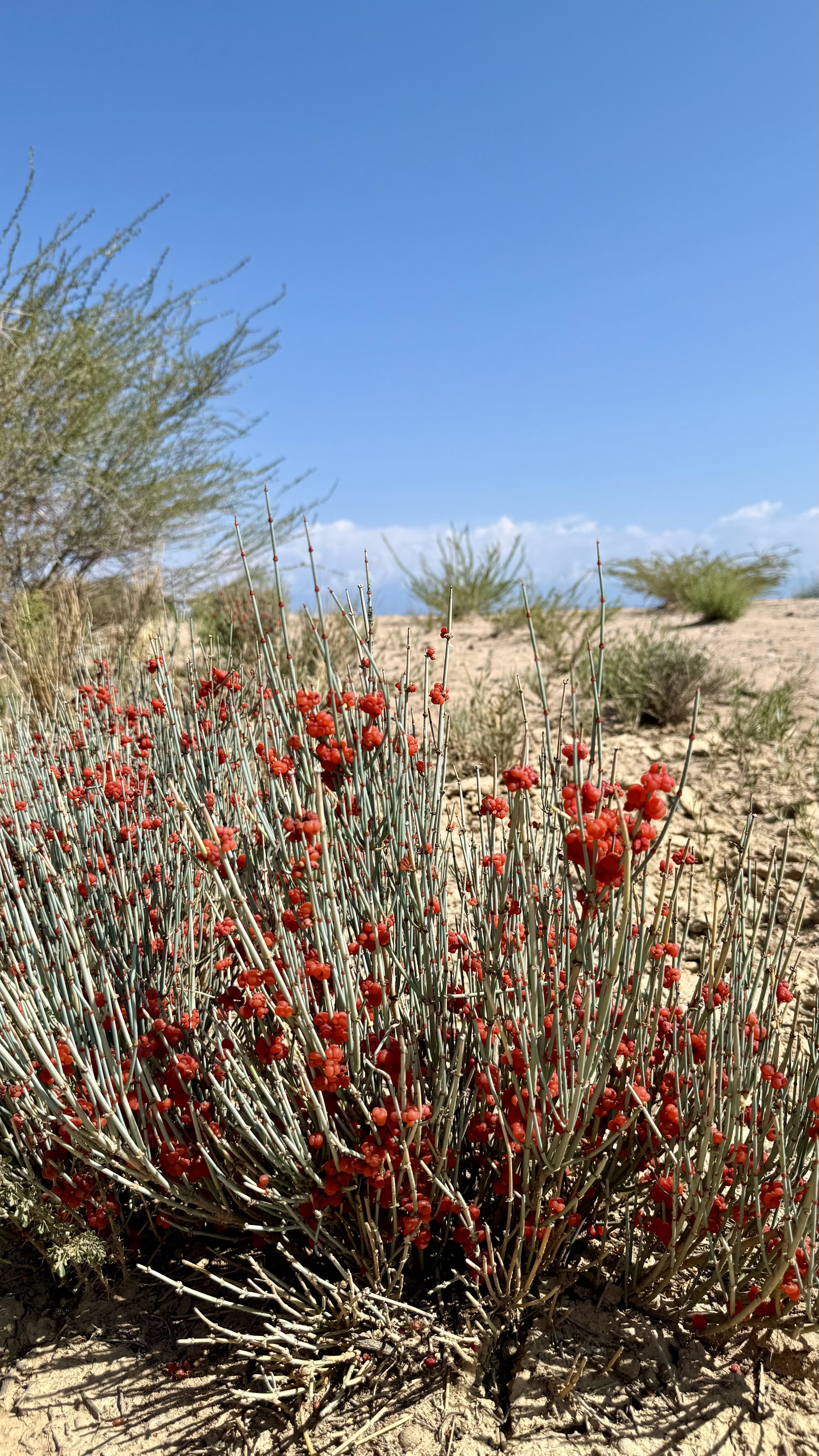 Первозданный Кыргызстан. Топ-10 мест. Все включено. (9/125)