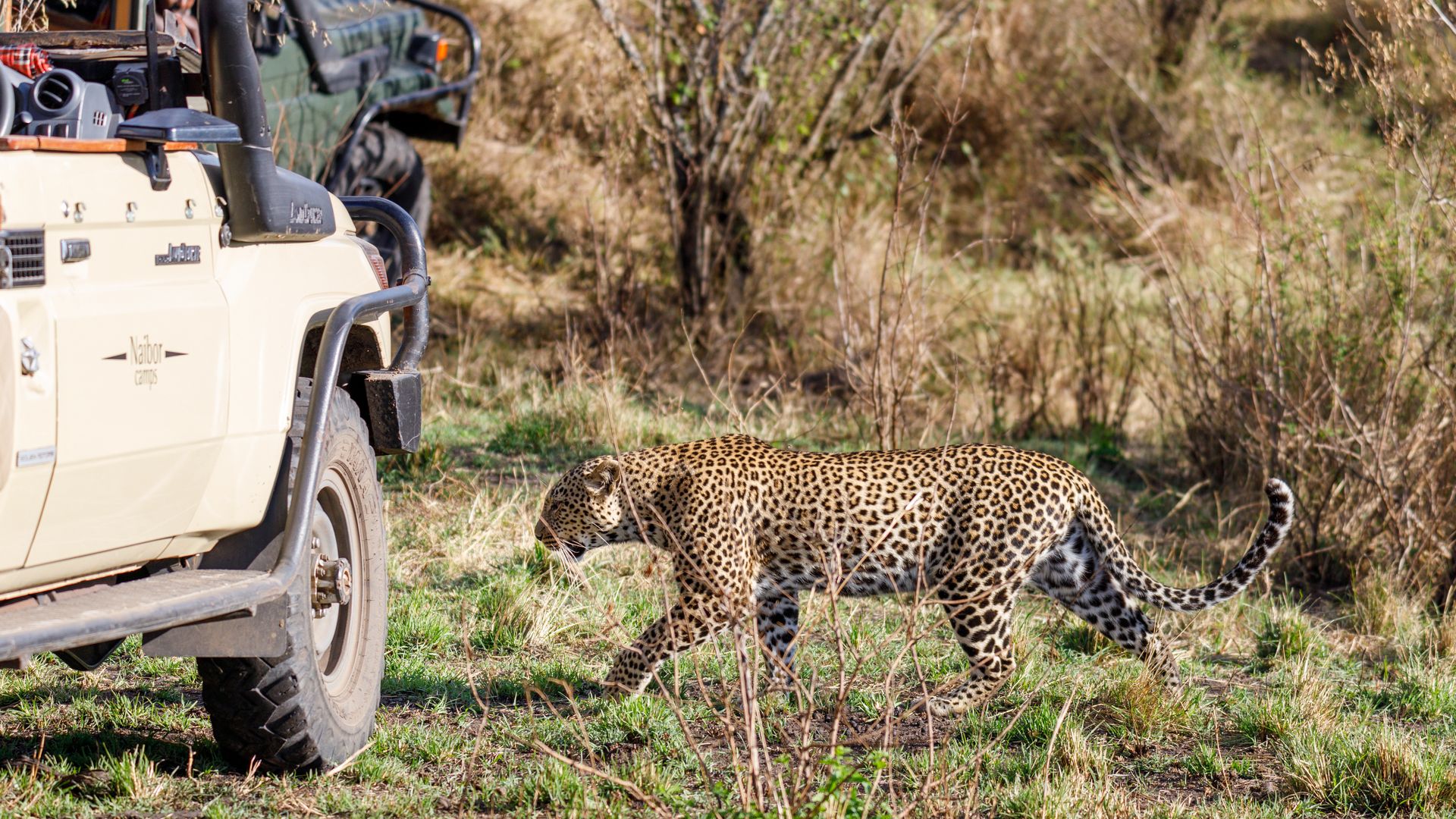 Сафари-тур в Кении за 7 дней. Найваша - Амбосели - Цаво Вест (индивидуально) (14/21)