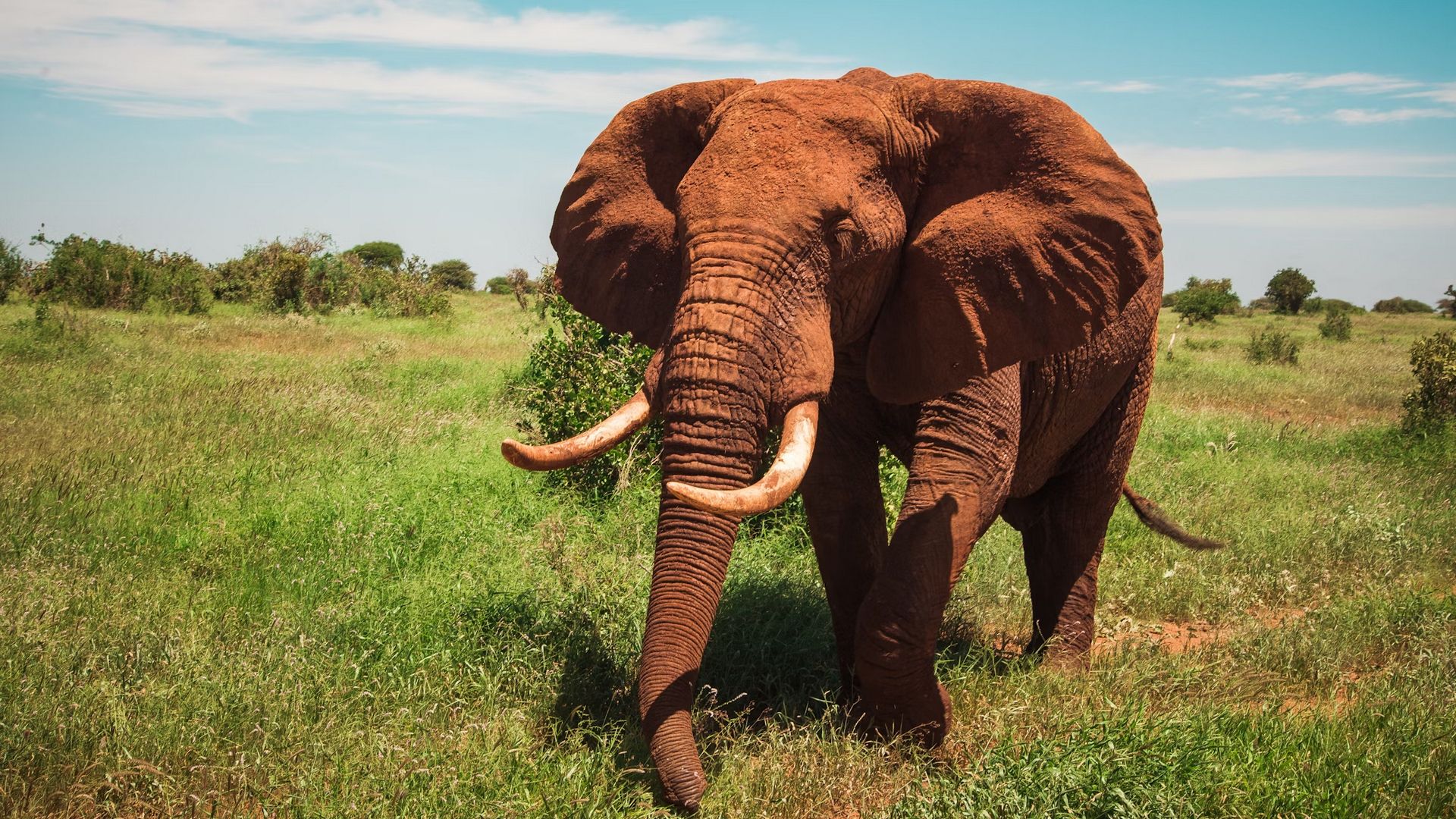 Сафари-тур в Кении за 7 дней. Найваша - Амбосели - Цаво Вест (индивидуально) (18/21)
