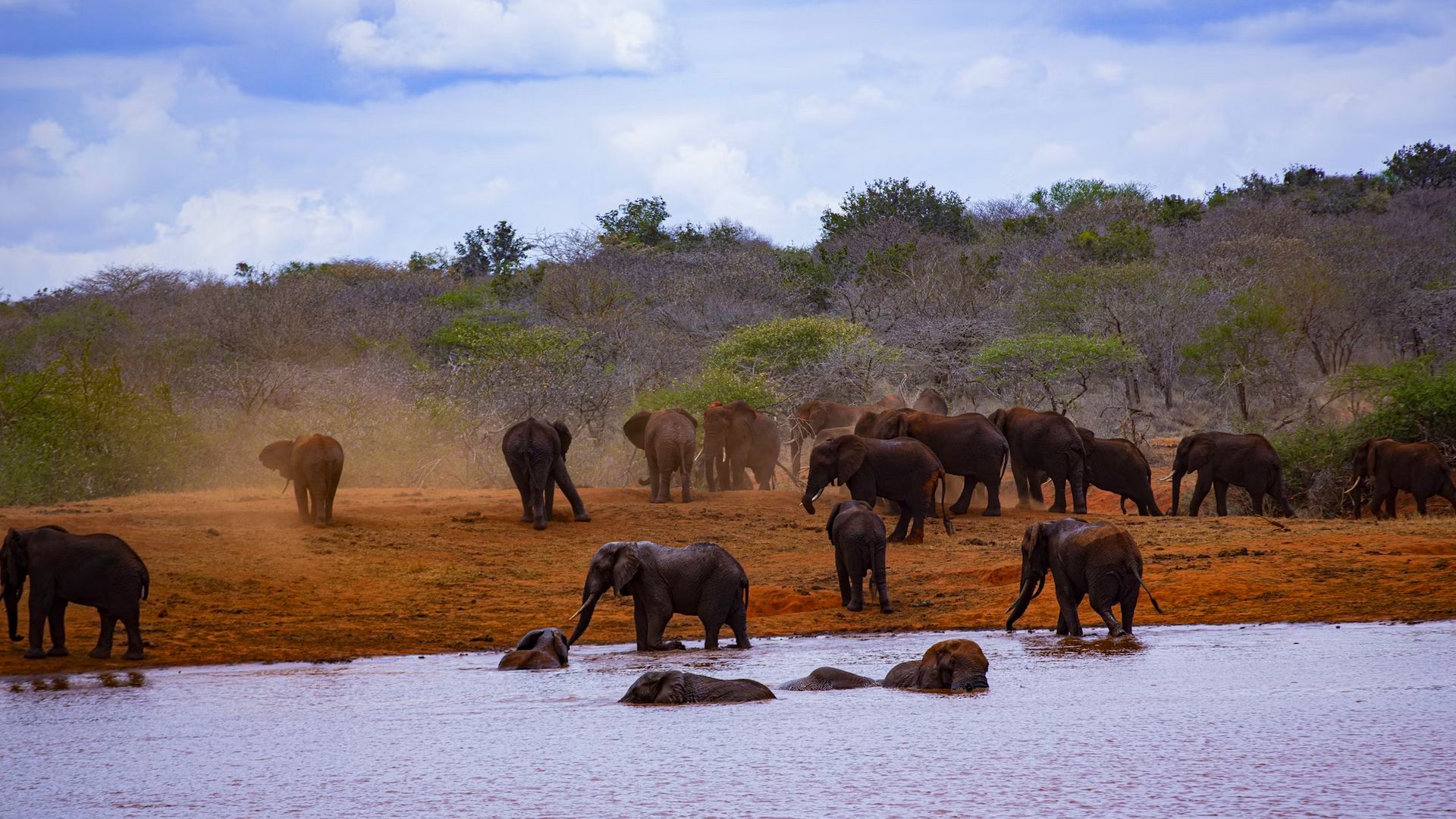 Сафари-тур в Кении за 7 дней. Найваша - Амбосели - Цаво Вест (индивидуально) (17/21)