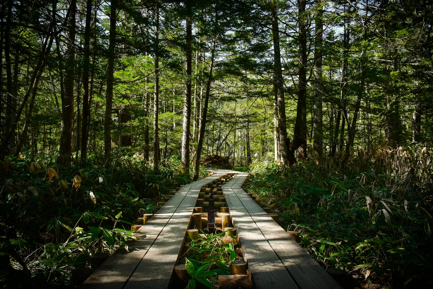 Японская Одиссея // Cheap (6/42)