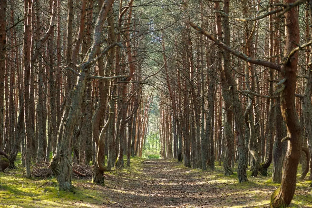 Балтийский экспресс на 9 дней - цикличный тур с заездом в любой день (30/65)